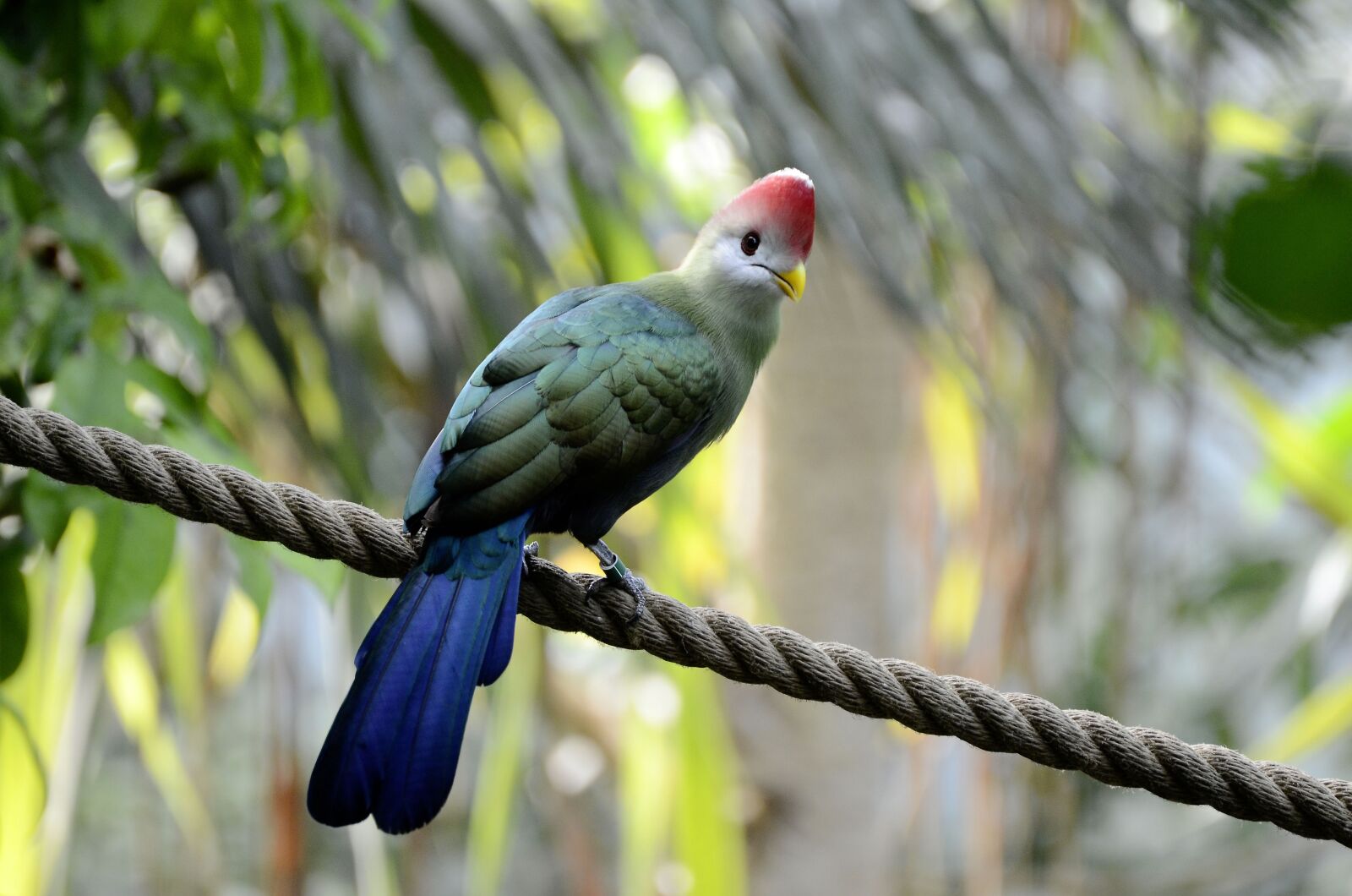 Nikon D7000 sample photo. Tauraco erythrolophus, rotschopfturako, bird photography