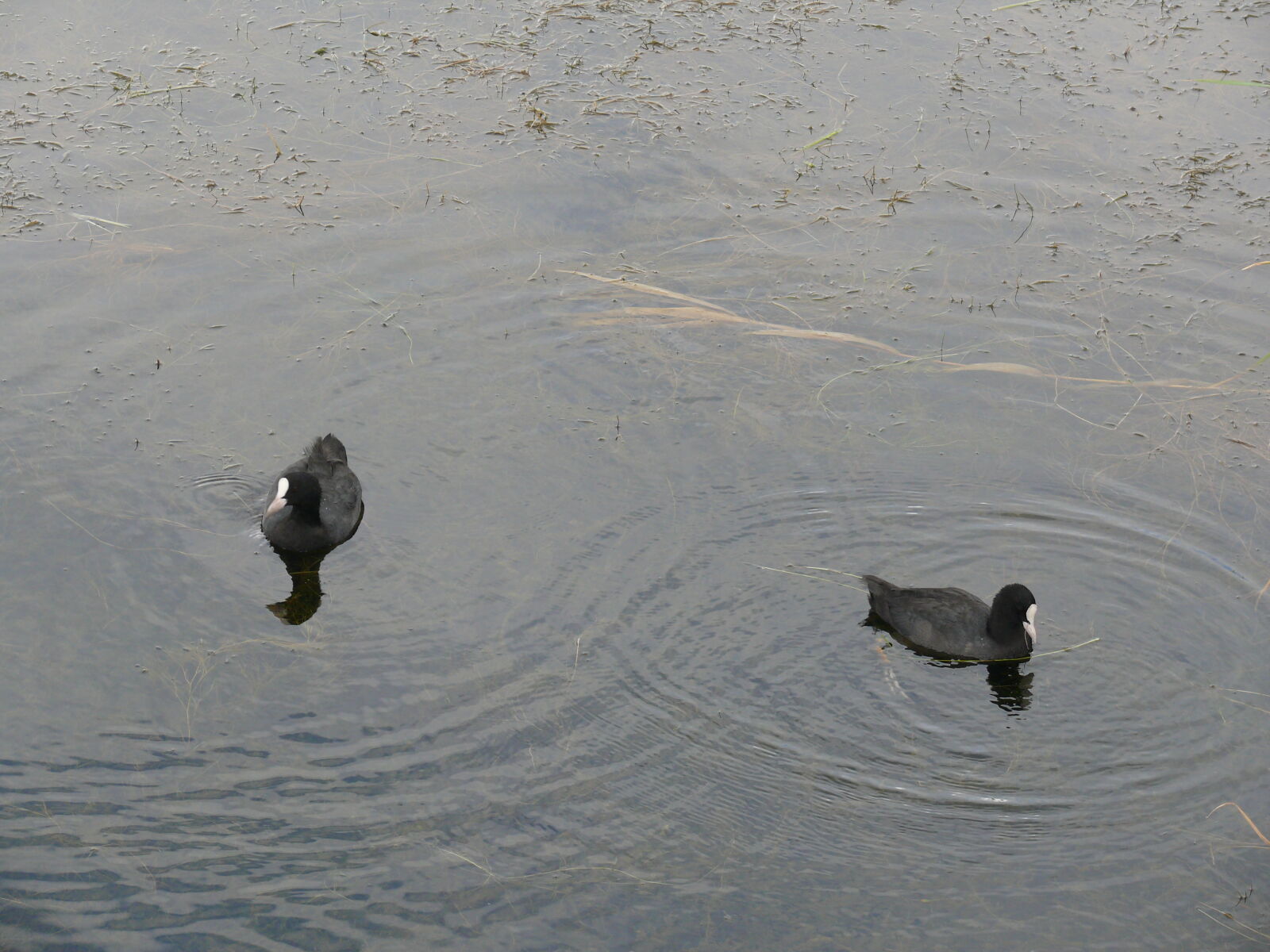 Panasonic DMC-FZ50 sample photo. Ducks photography