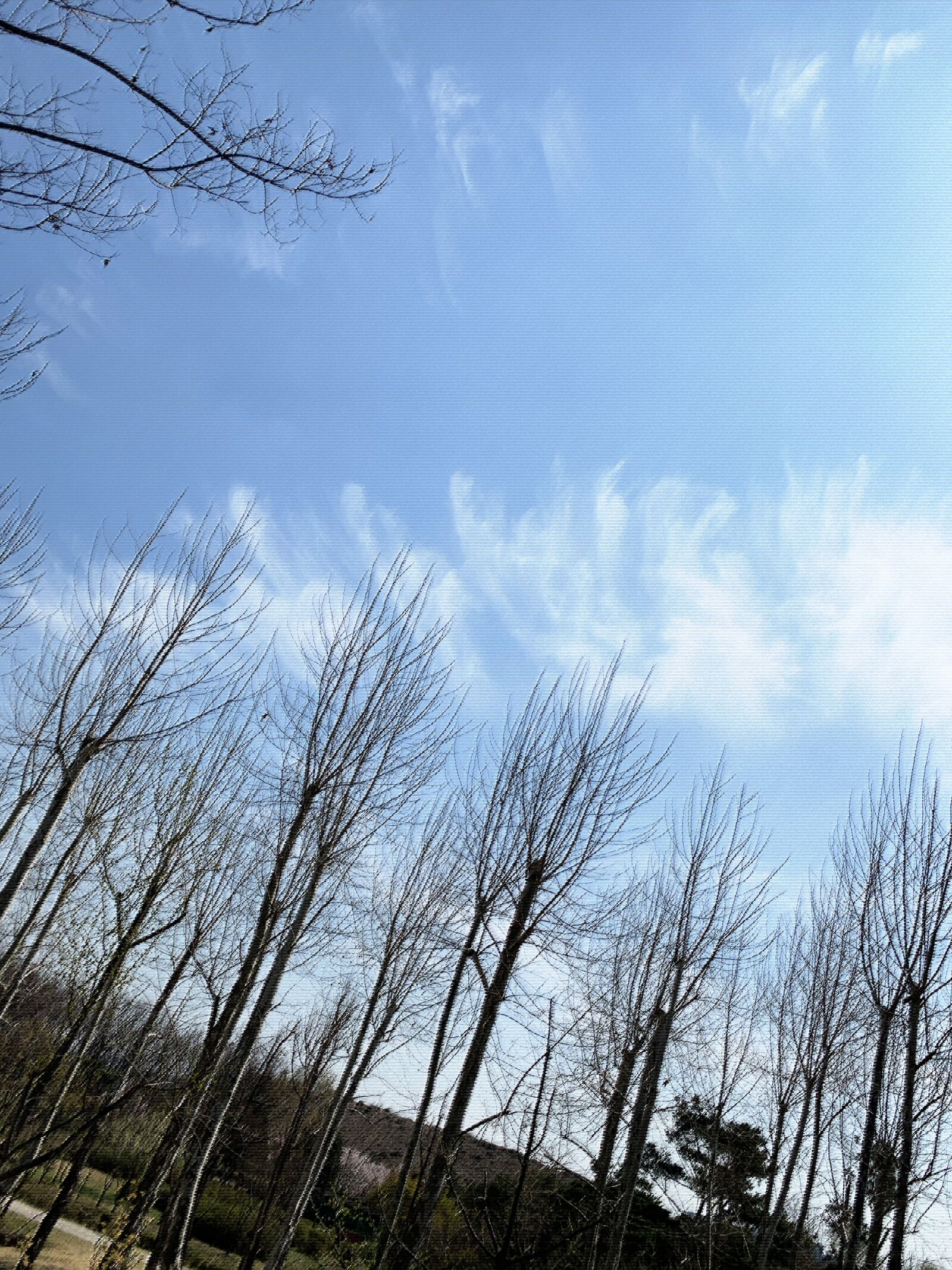 Apple iPhone XR sample photo. Tree, sky, landscape photography