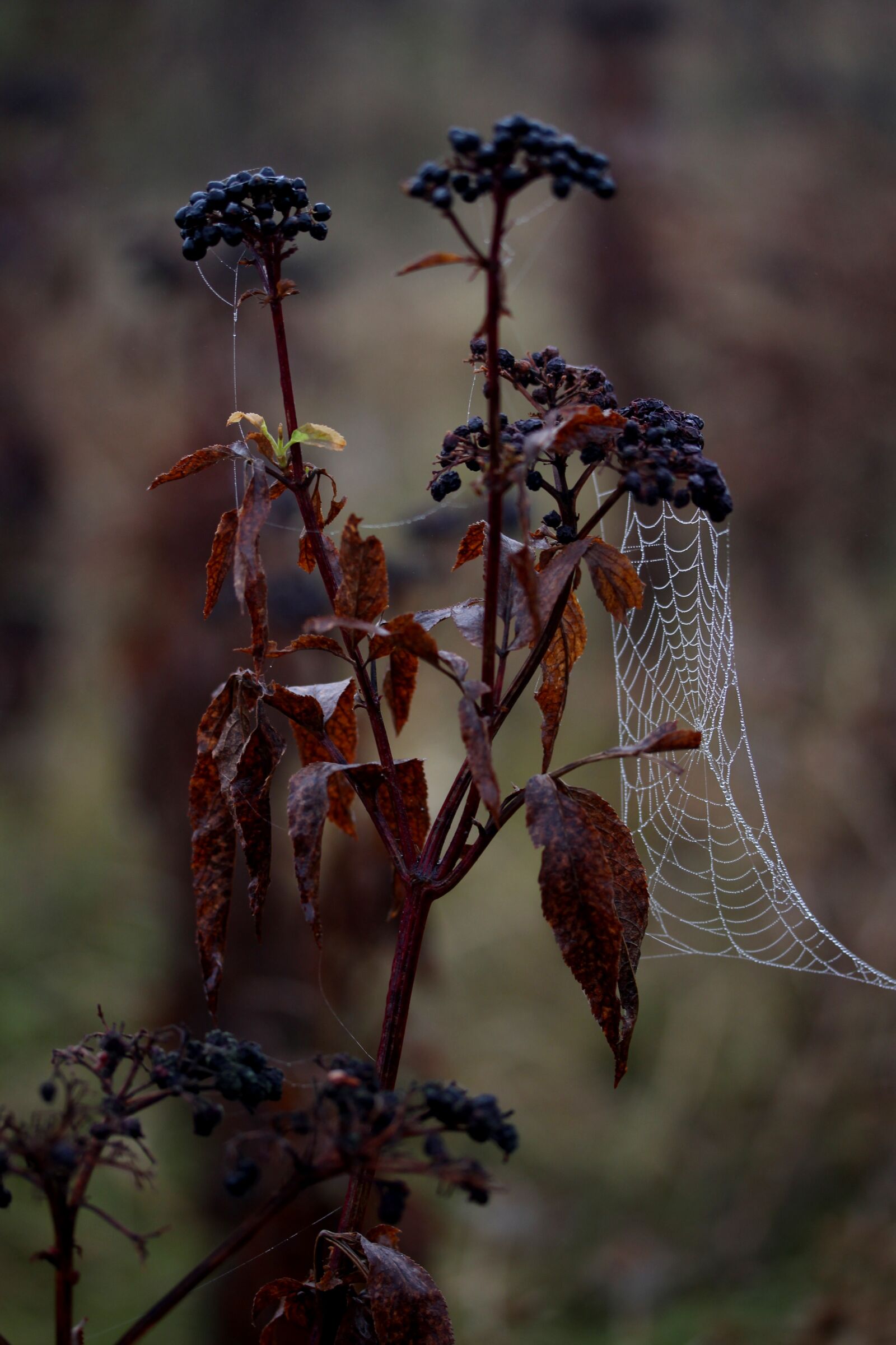 Canon EF-S 60mm F2.8 Macro USM sample photo. Spider web, wet, hooked photography