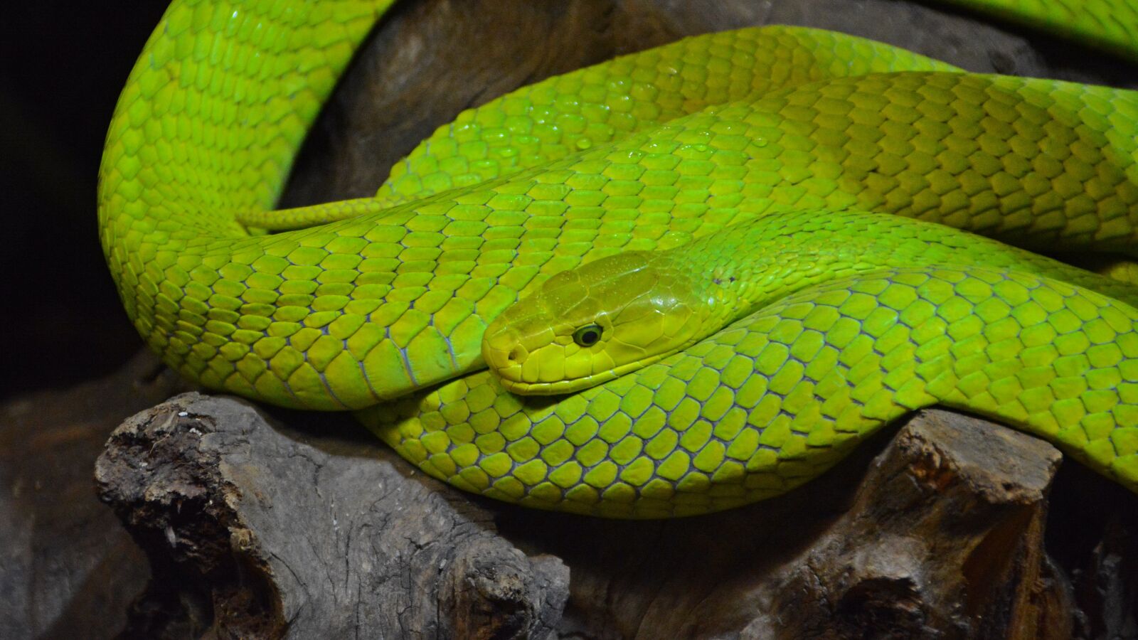 Nikon D5200 sample photo. Green mamba, snake, mamba photography