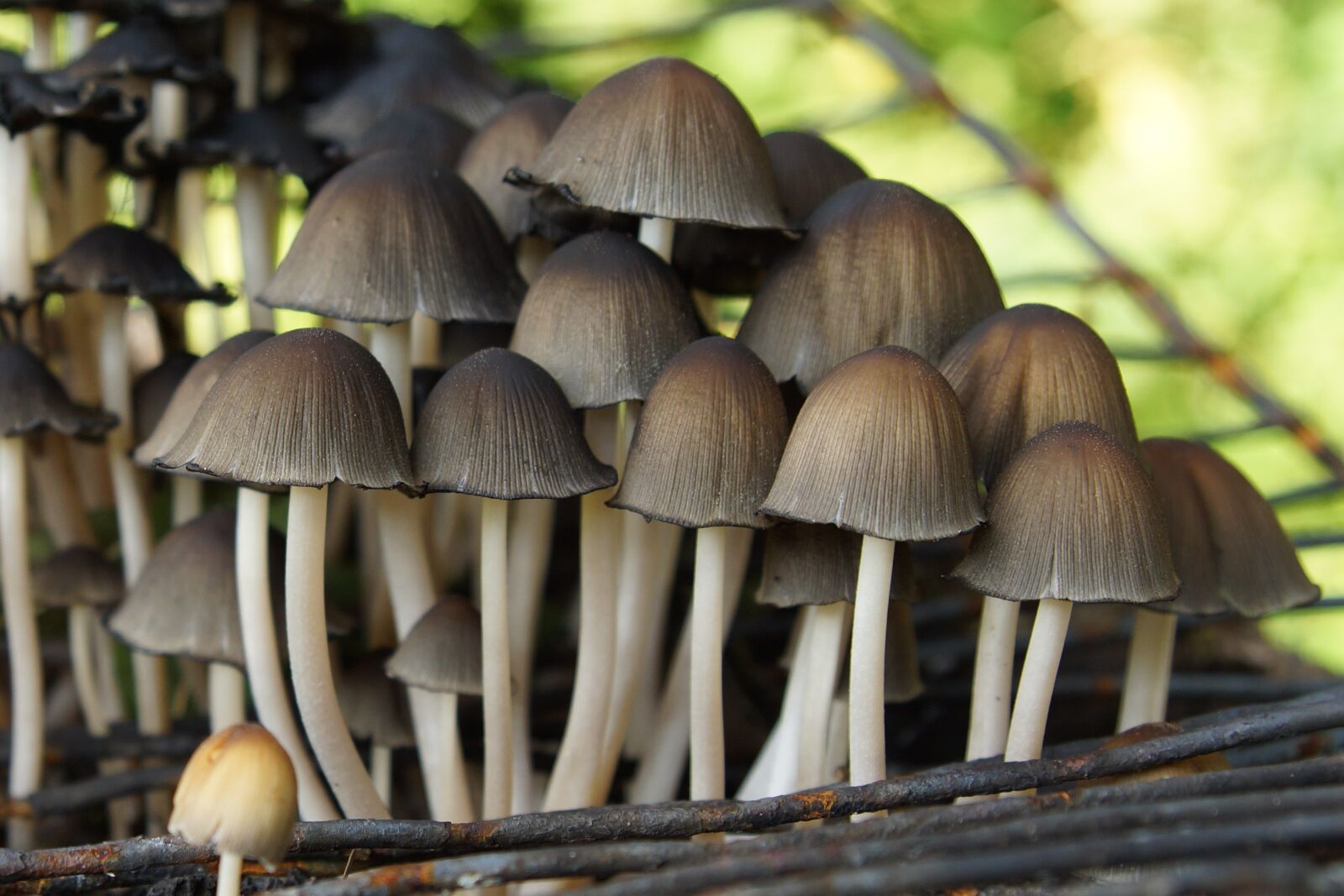 24-70mm F2.8 sample photo. Mushrooms, nature, forest photography