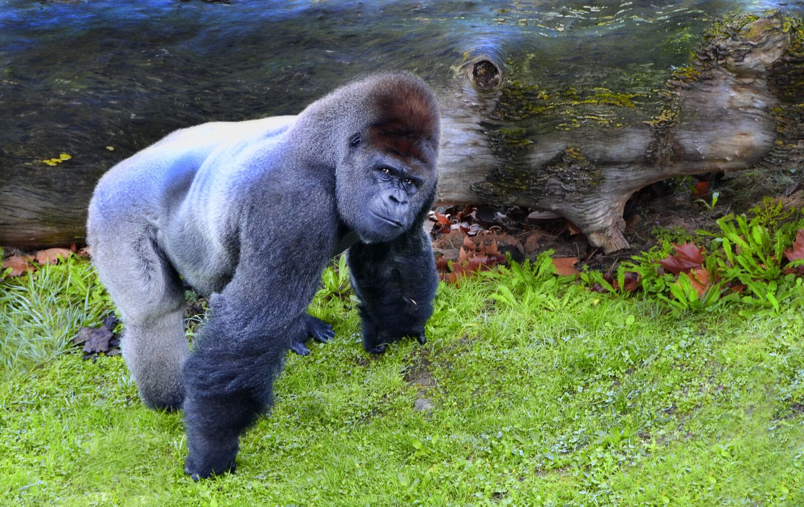 Nikon D7000 sample photo. Ape, mono, animal photography