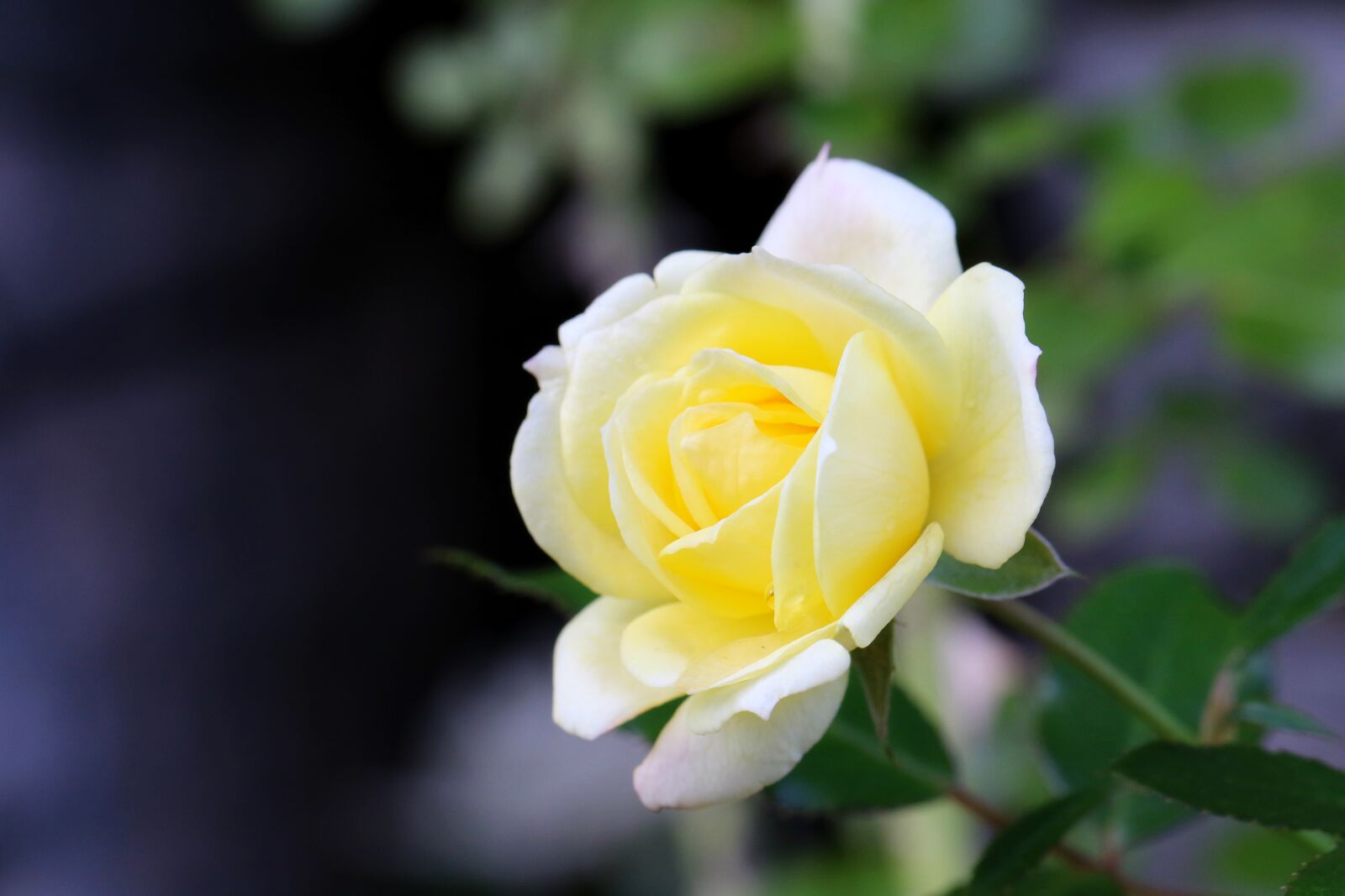 Canon EOS 7D Mark II sample photo. Nature, rose, petals photography