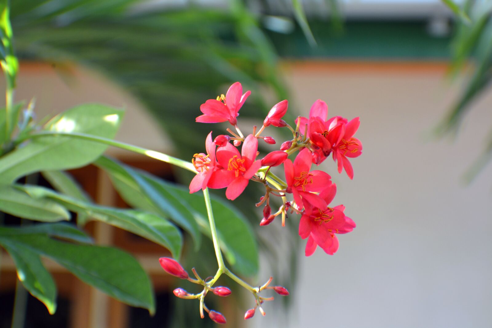 Nikon D5200 sample photo. Dharavandhoo, baa, maldives photography