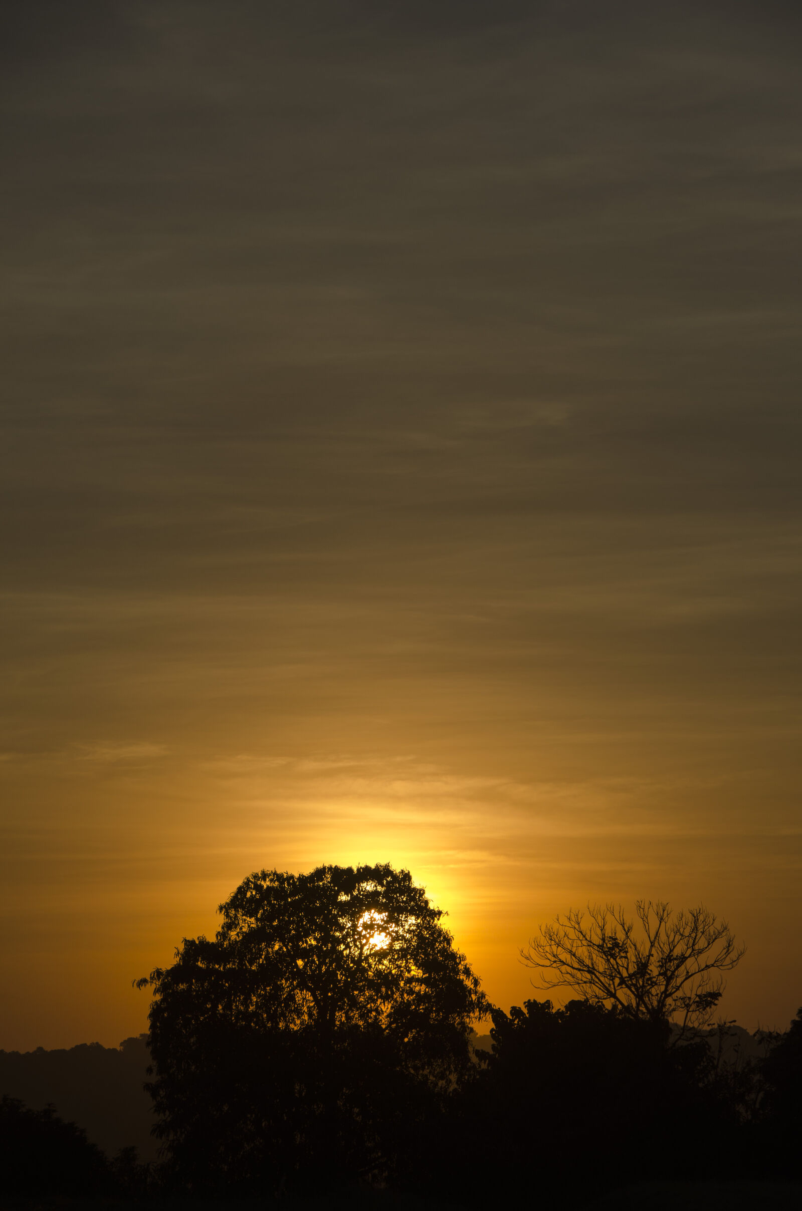 Nikon D5100 sample photo. Silhouette, of, trees, against photography