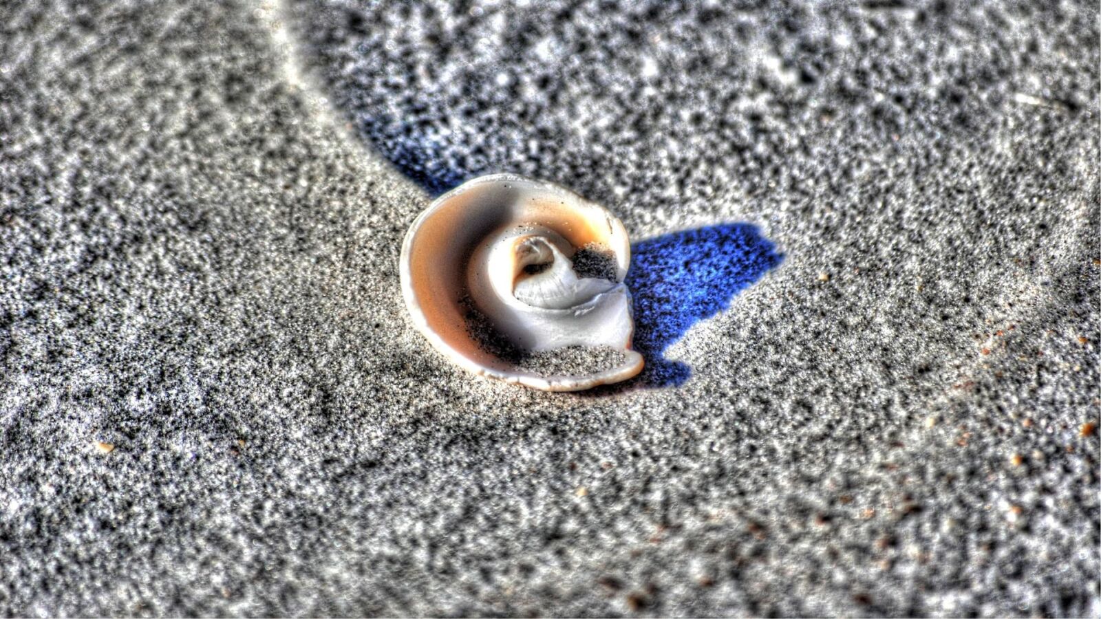 Nikon D3000 sample photo. Shell, sand, beach photography