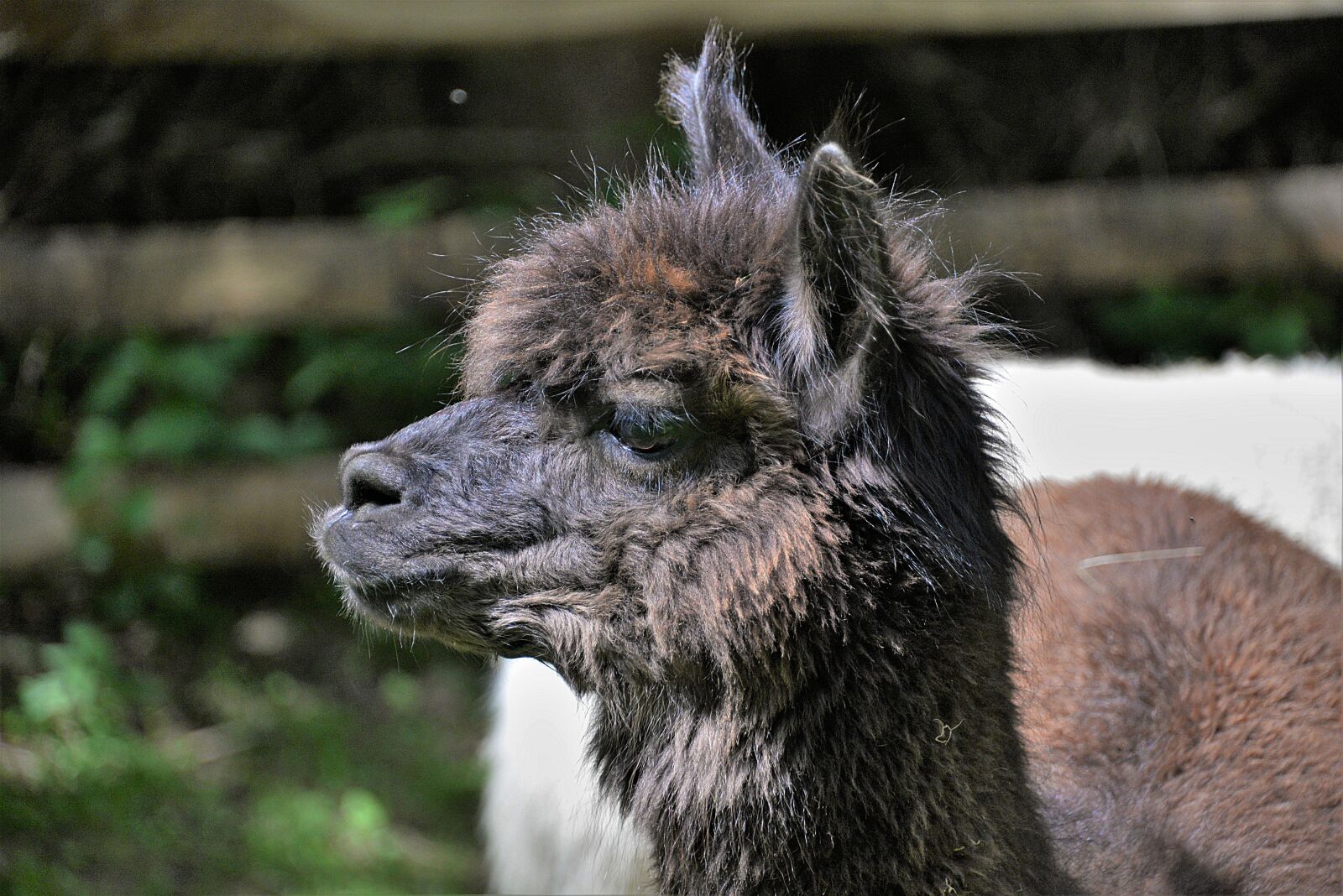 Nikon D610 sample photo. Alpaca, head, close up photography