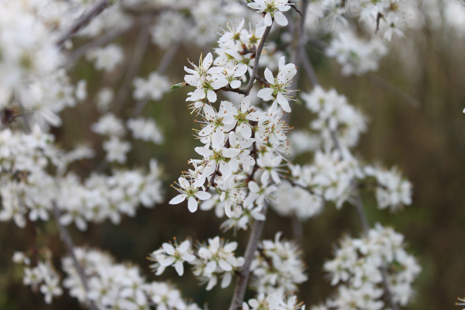 Canon EOS 500D (EOS Rebel T1i / EOS Kiss X3) sample photo. Flower, nature, white photography
