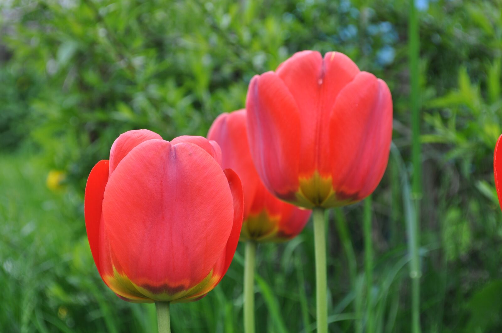 Nikon D5000 sample photo. Tulips, red, flowers photography
