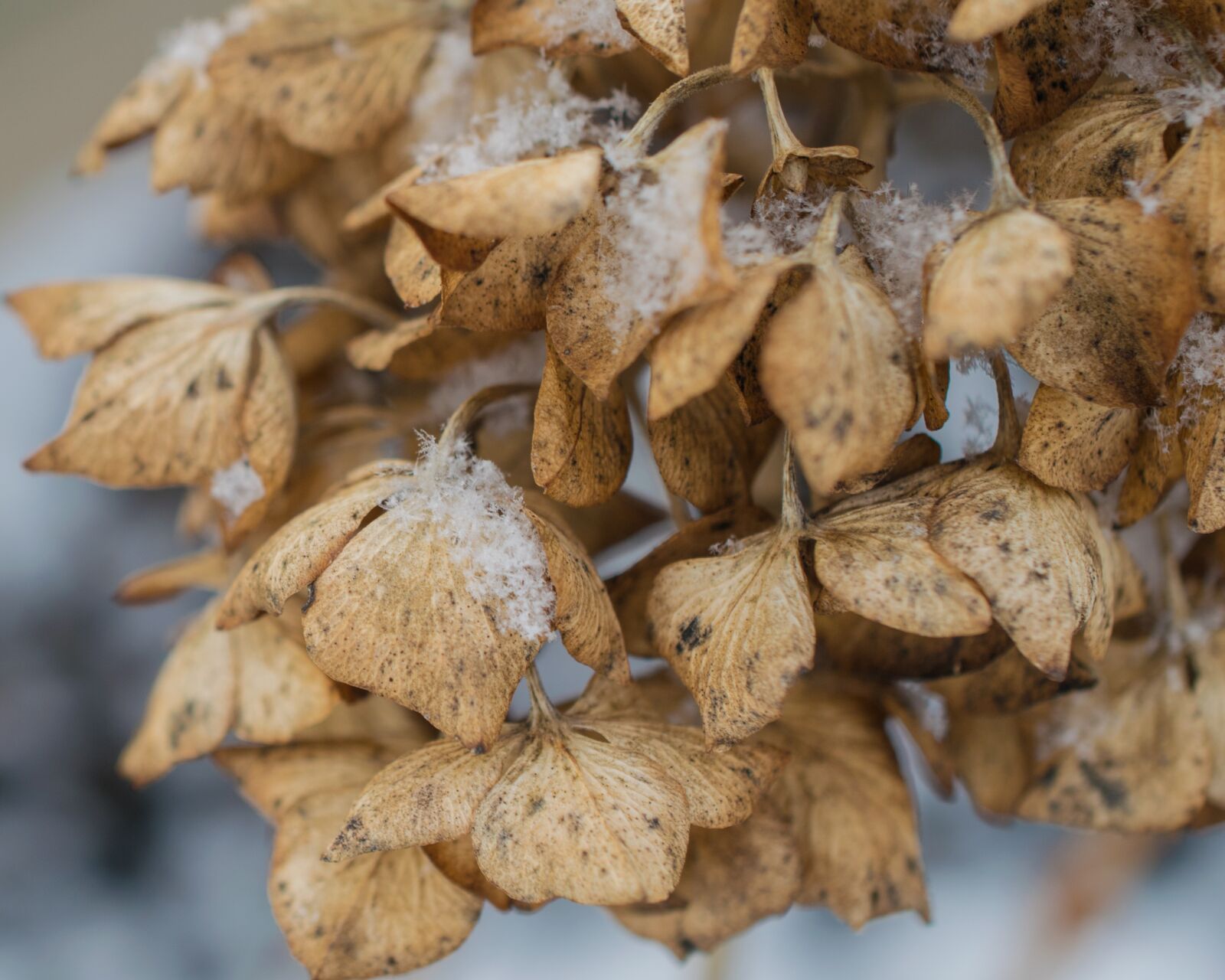 Nikon D5300 sample photo. Snow, winter, hydrangea photography