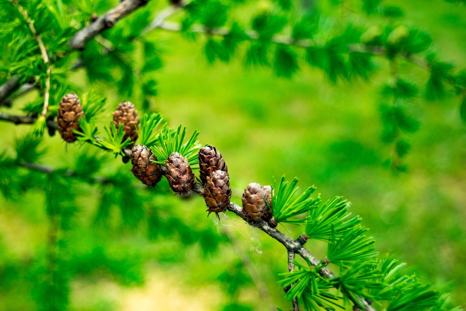 Fujifilm X-T10 sample photo. Larch, larix, tree photography
