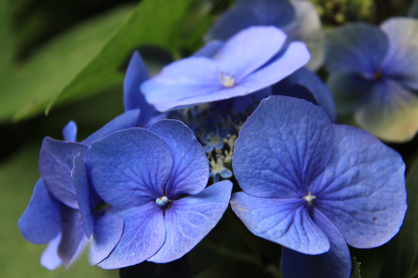 Canon EOS 50D sample photo. Hydrangea, flower, bloom photography