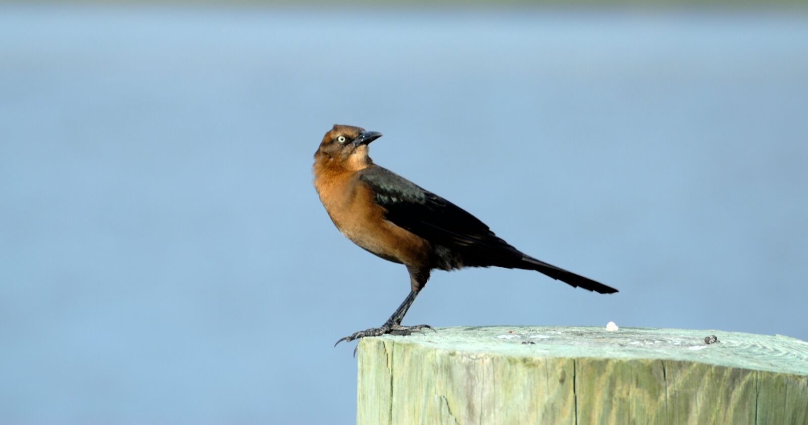 Nikon D200 sample photo. Brown thrasher, bird, avian photography