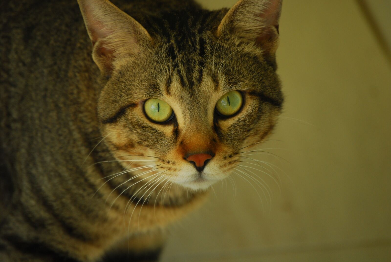 Nikon D60 sample photo. Cat, animal, snow photography