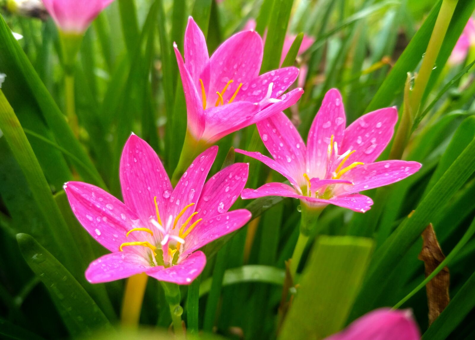 Xiaomi Redmi 3S sample photo. Flower, pink, flora photography