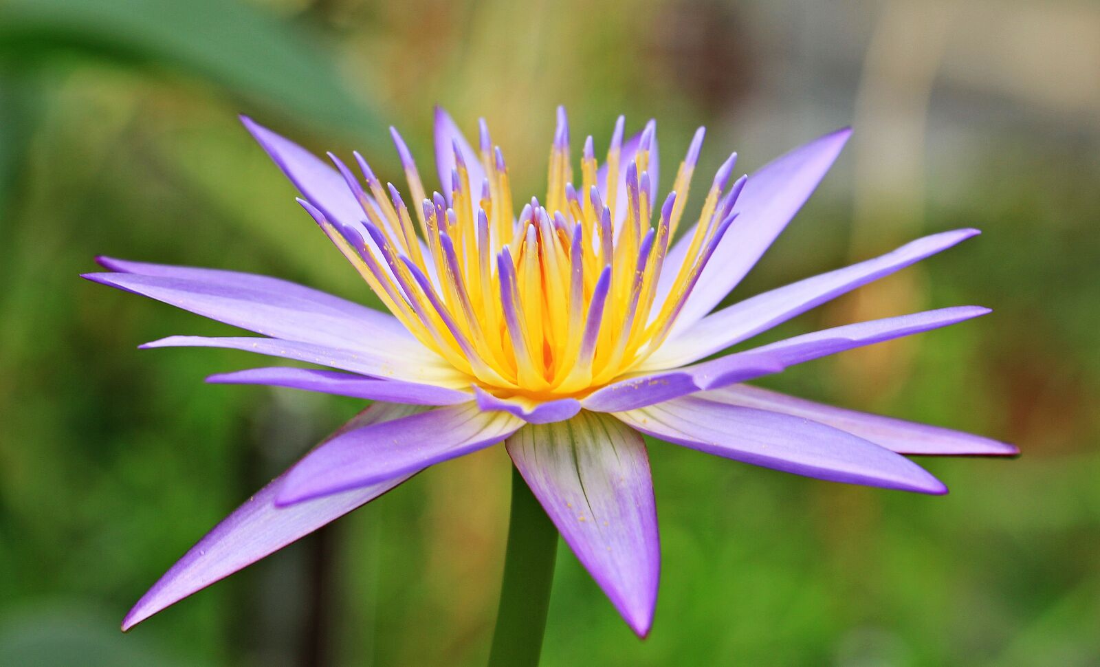 Canon EOS 550D (EOS Rebel T2i / EOS Kiss X4) sample photo. Water lily, nuphar lutea photography