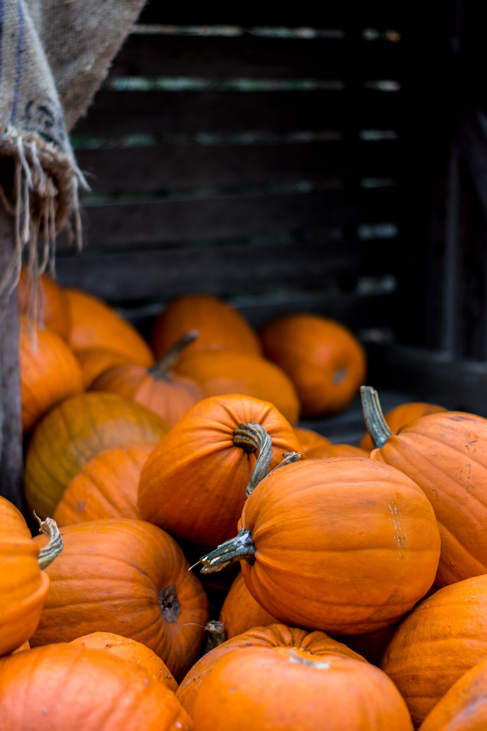 Nikon D7100 sample photo. Halloween, autumn, pumpkin photography