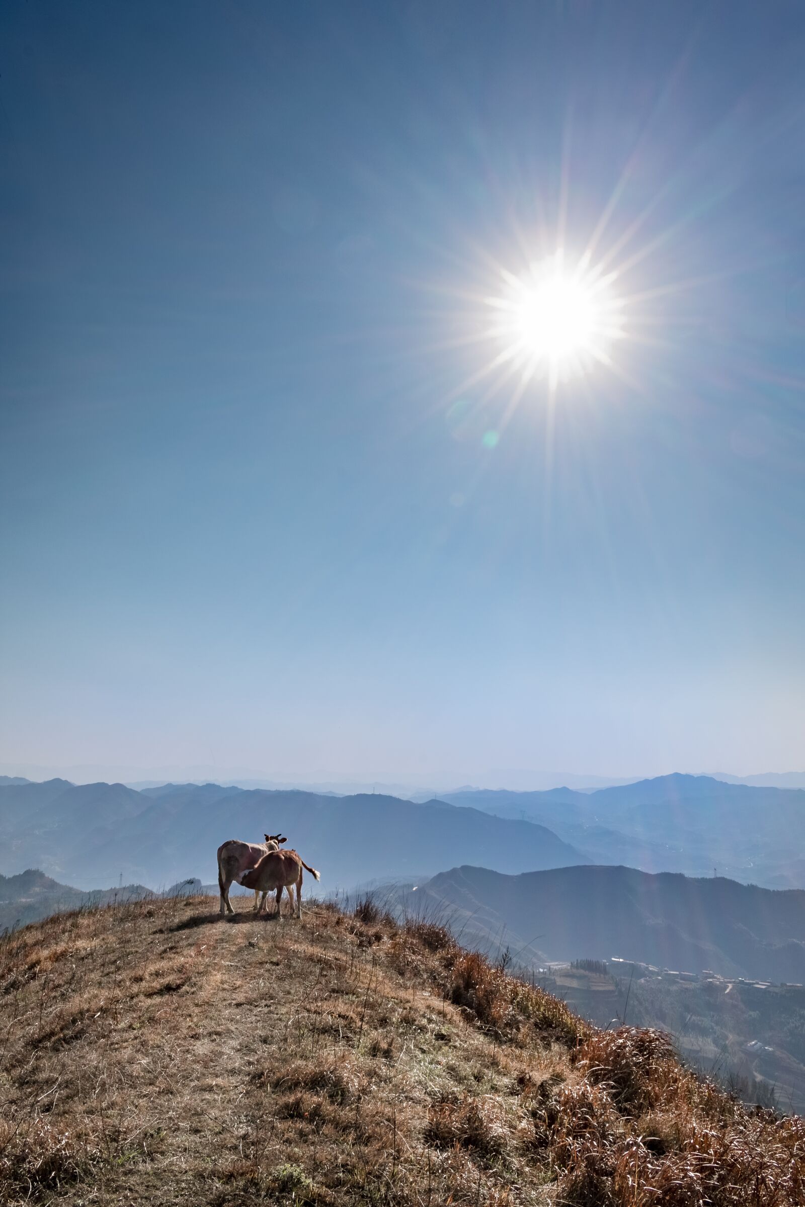 Nikon D3400 sample photo. Mountain, cow, eat photography