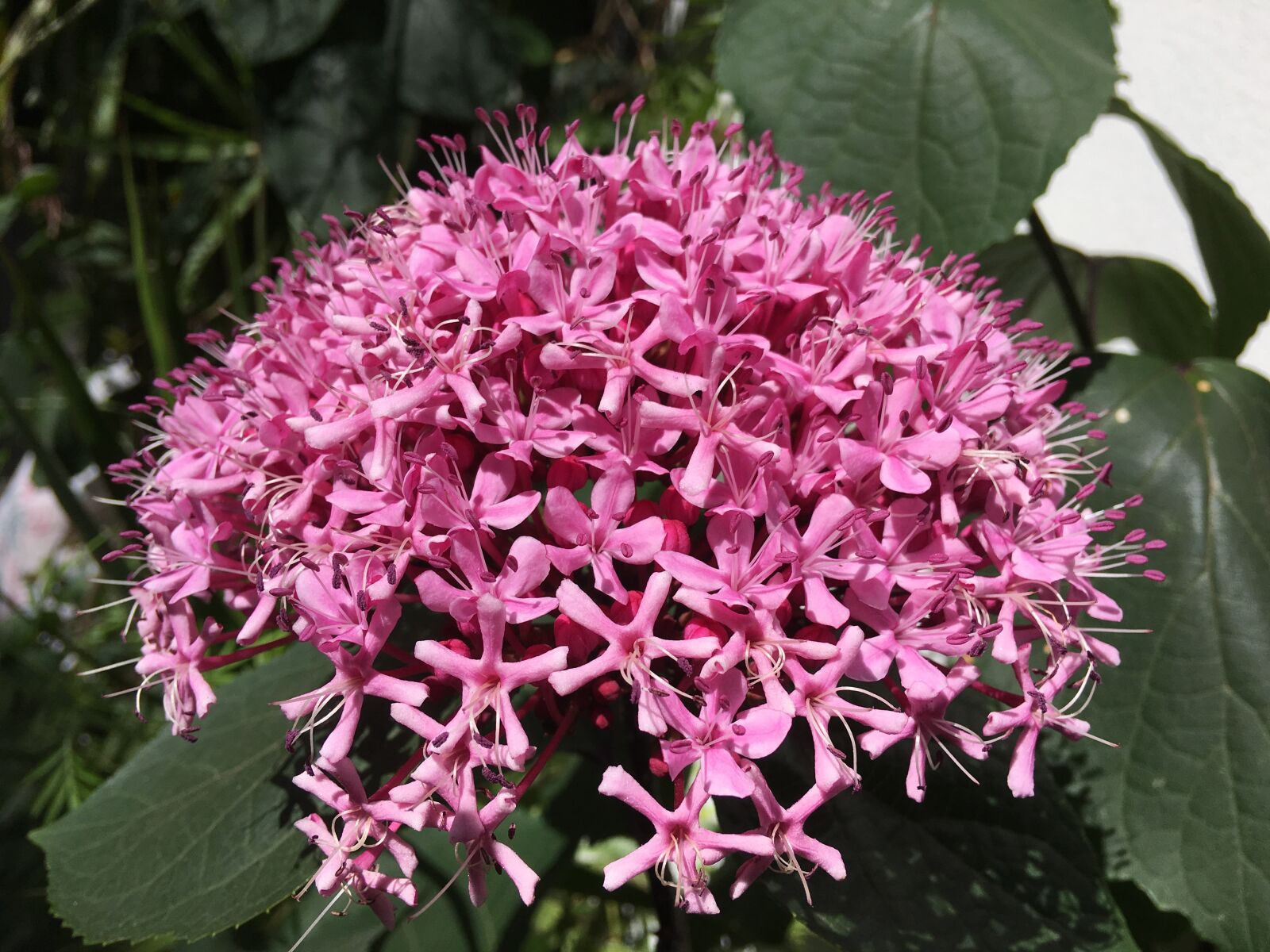 iPhone 6s Plus back camera 4.15mm f/2.2 sample photo. Pistils, pink flowers, flower photography