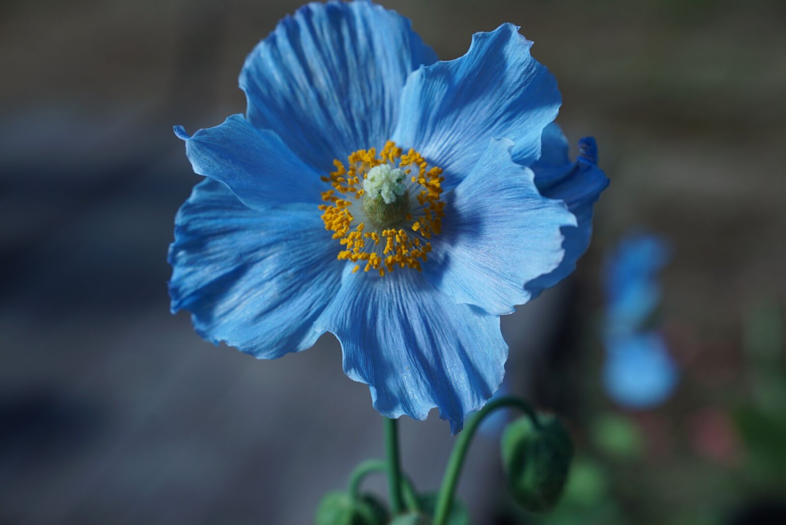 Sony a7S sample photo. Hokkaido, himilayan blue poppy photography