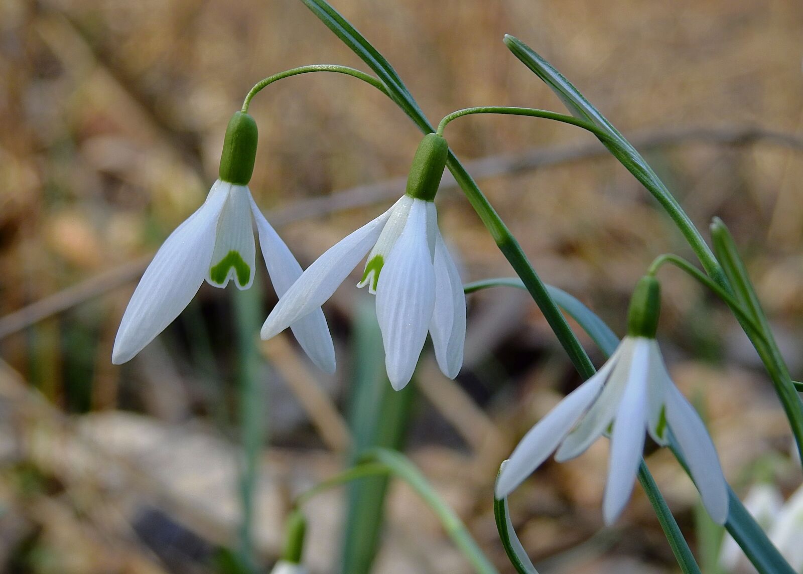 Nikon Coolpix P900 sample photo. Snowdrops, early spring, nature photography