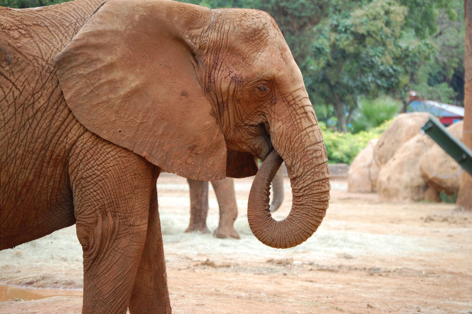 Nikon D40 sample photo. Elephant, head, trunk photography