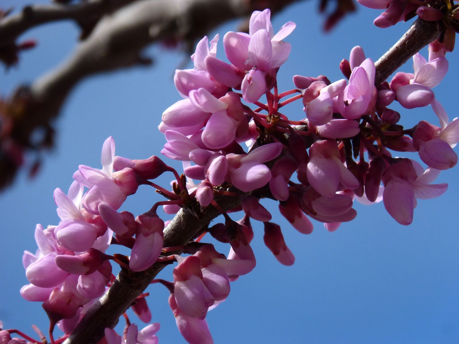 Panasonic DMC-FZ62 sample photo. Judas-tree, love tree, cercis photography