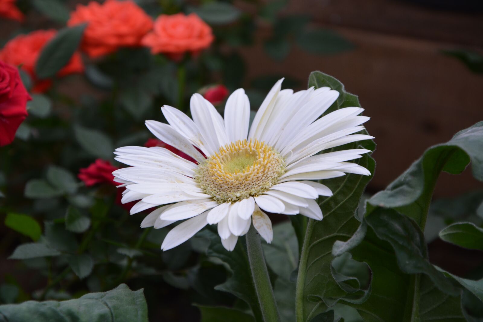 Nikon D5200 sample photo. Daisy flower, white flower photography