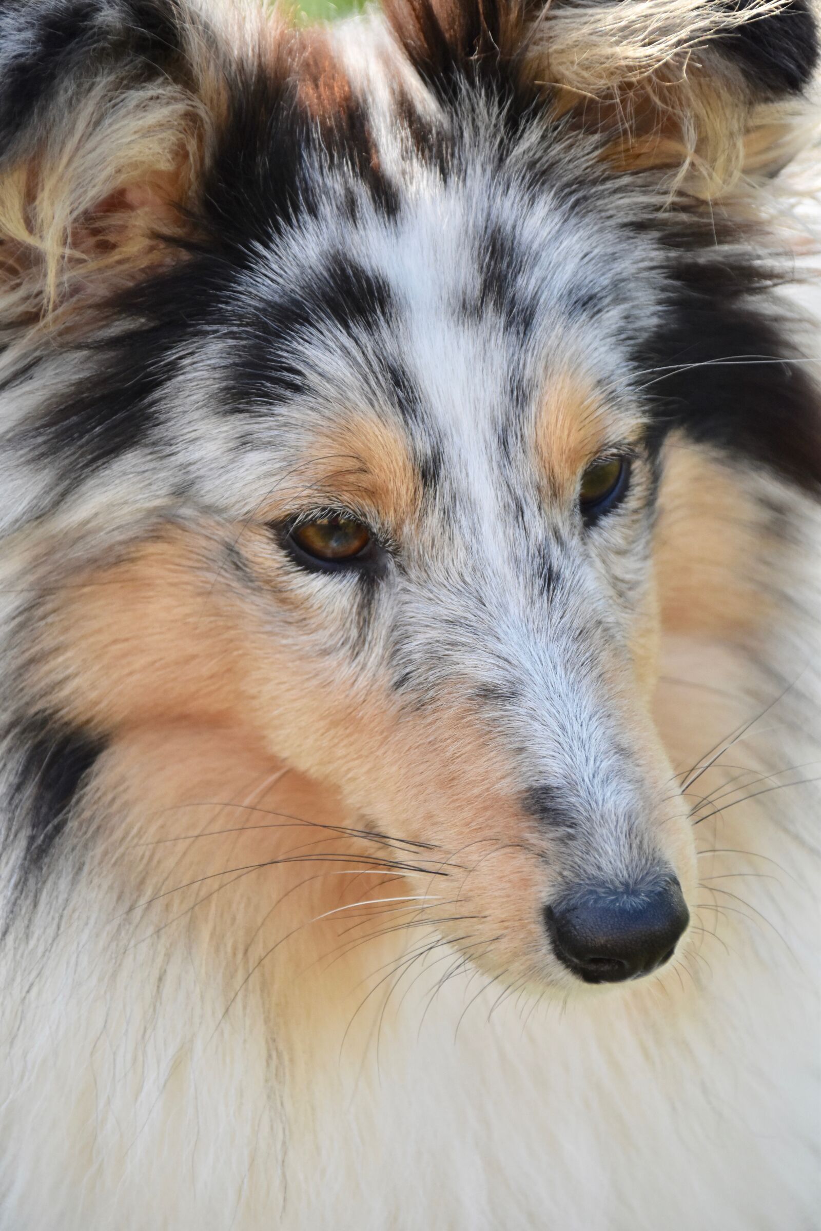 Nikon D5600 sample photo. Dog, bitch, shetland sheepdog photography