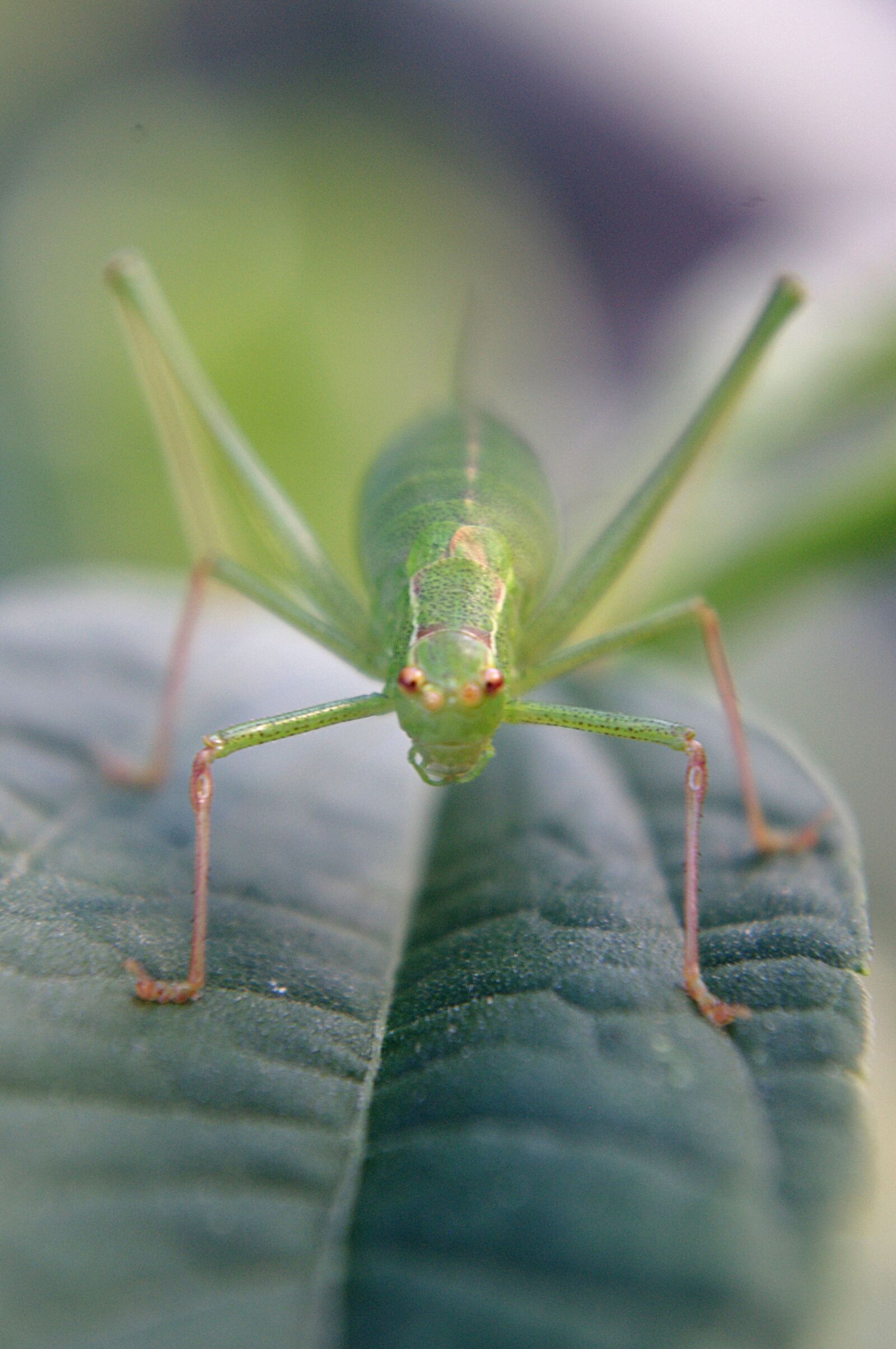 Pentax K-x sample photo. Insect, nature, leaf photography