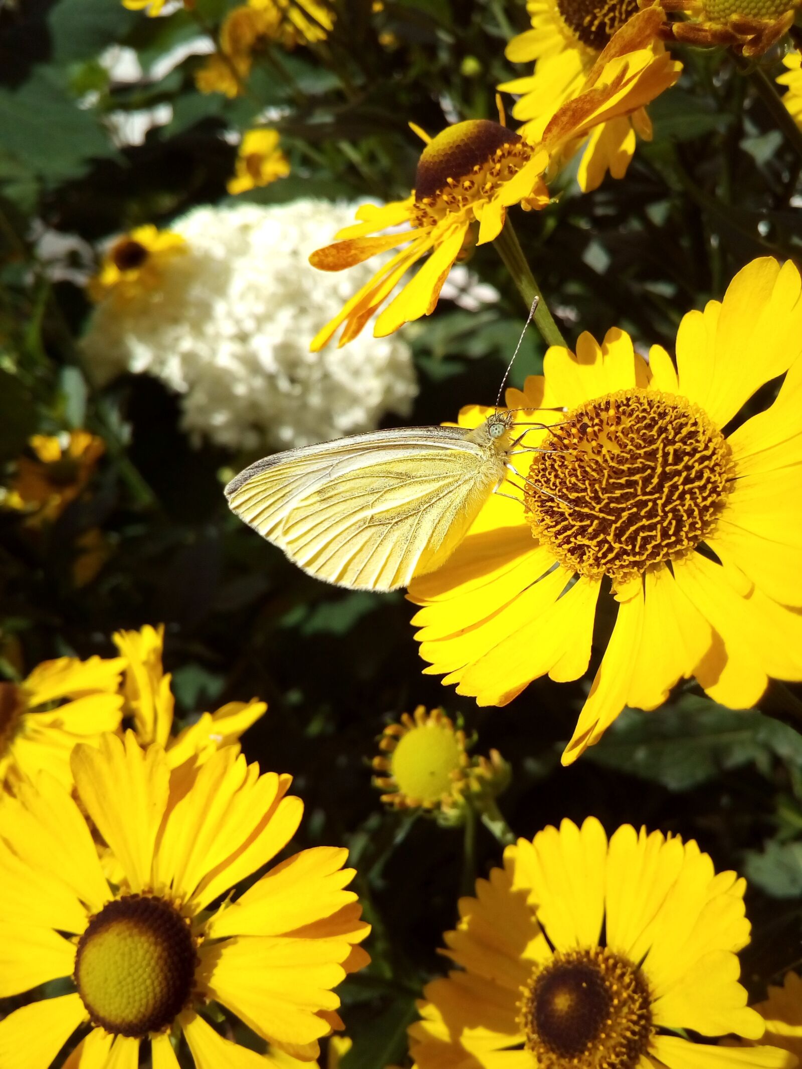 ASUS ZenFone Go (ZC500TG) sample photo. Butterfly, nectar, flowers photography