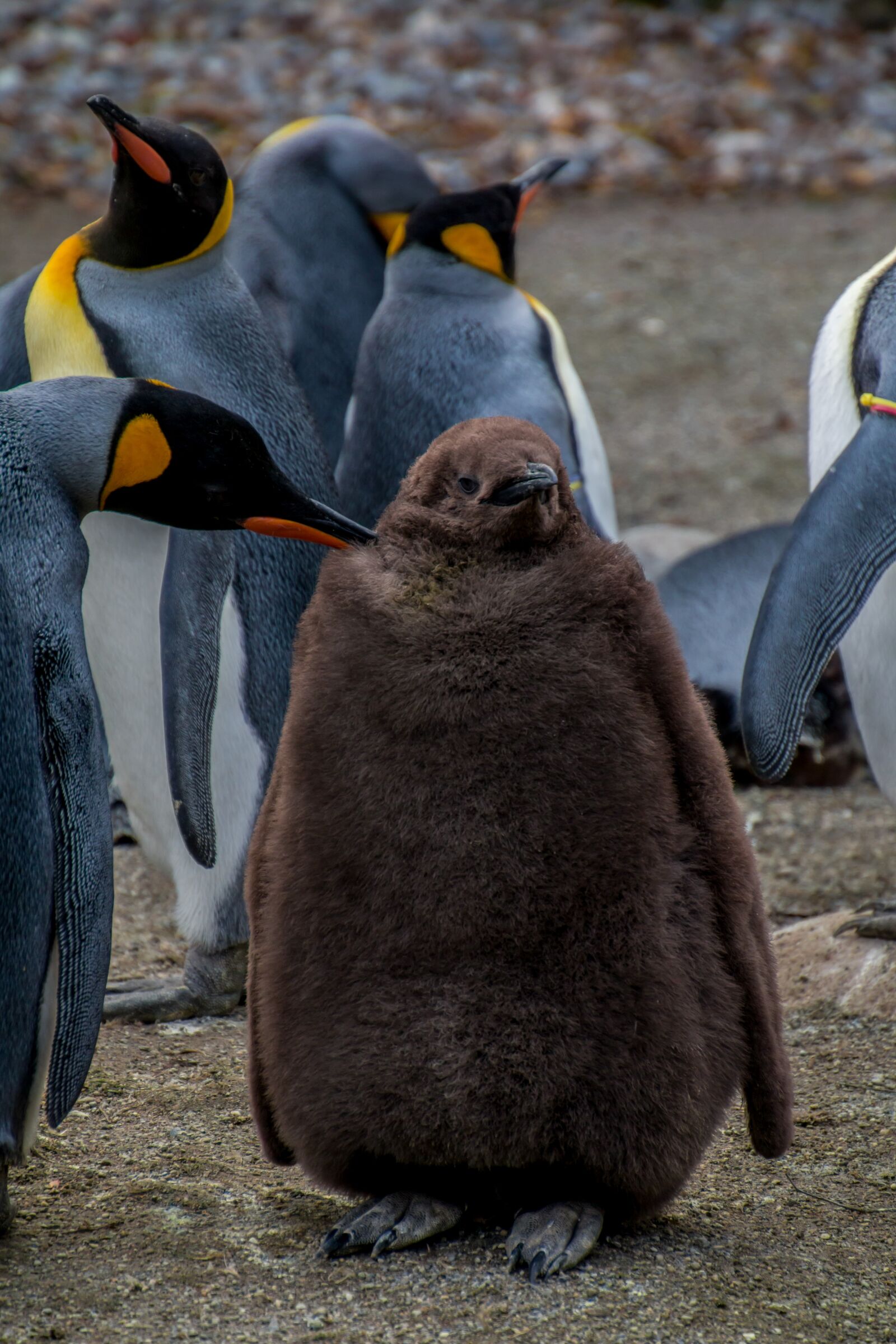 Canon EOS 70D sample photo. Penguin, emperor penguin, pingu photography