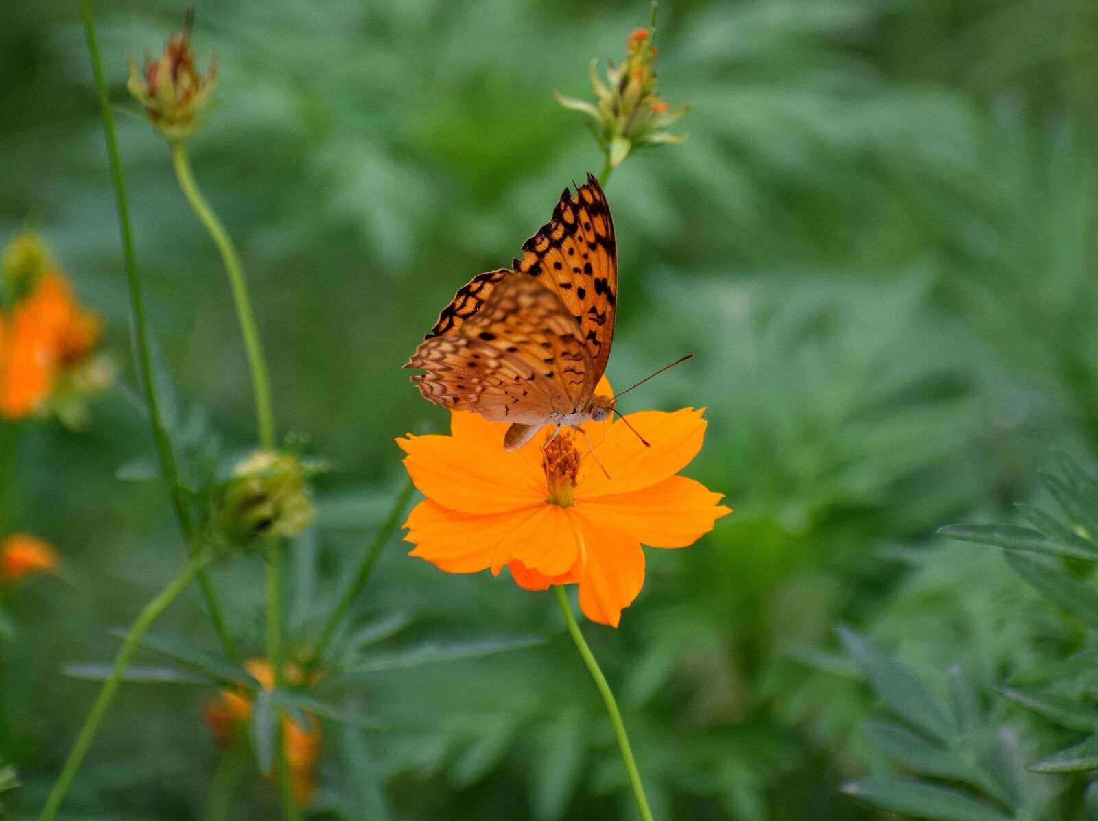 Nikon D3300 sample photo. Flora, nature, butterfly photography