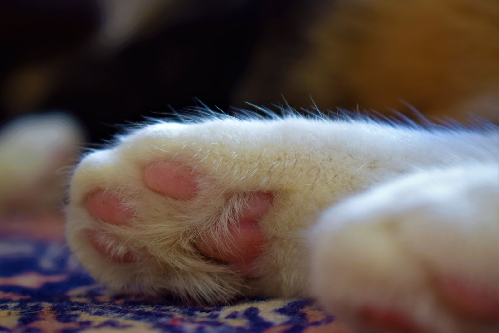 Nikon D3300 sample photo. Cat, paw photography