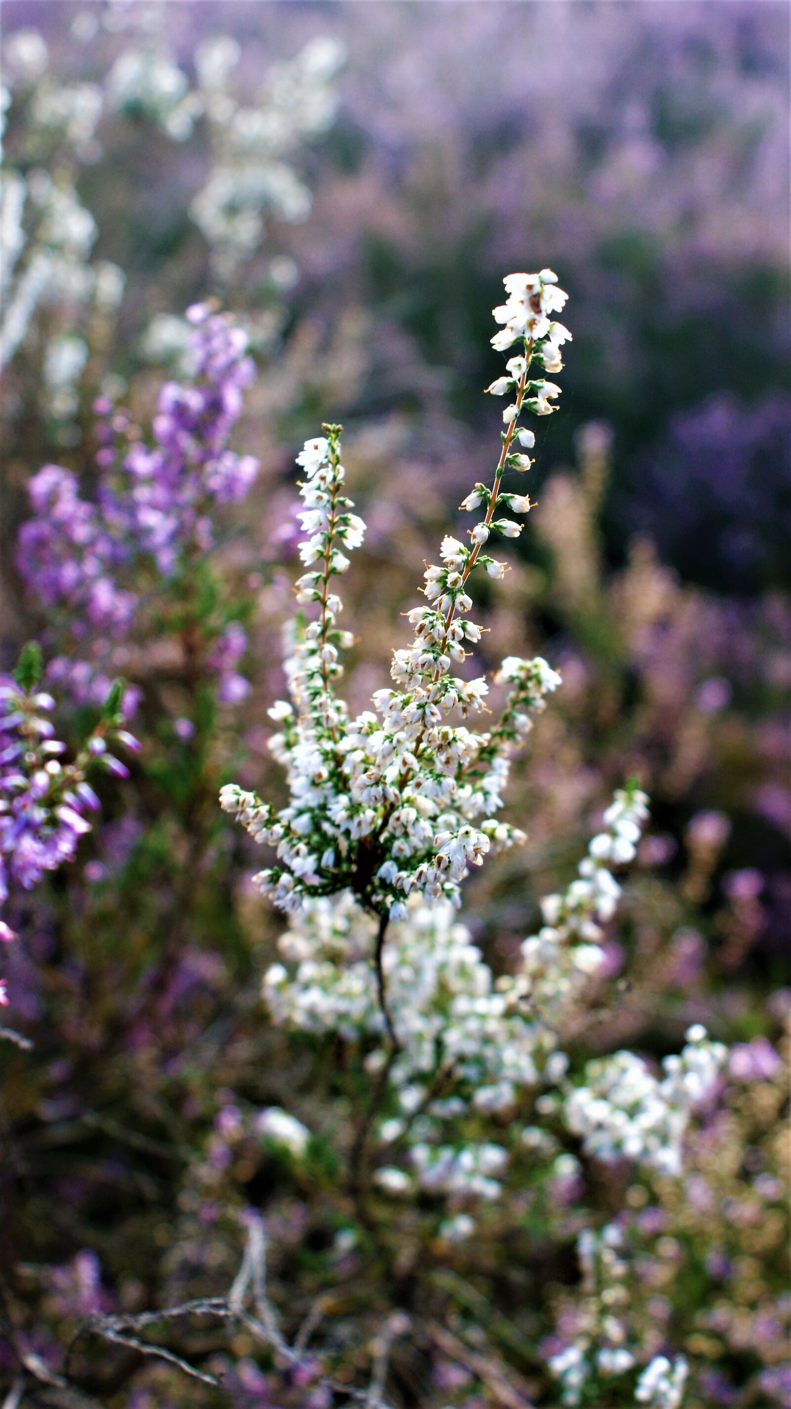Sony Alpha DSLR-A350 sample photo. Heide, white heather, erika photography