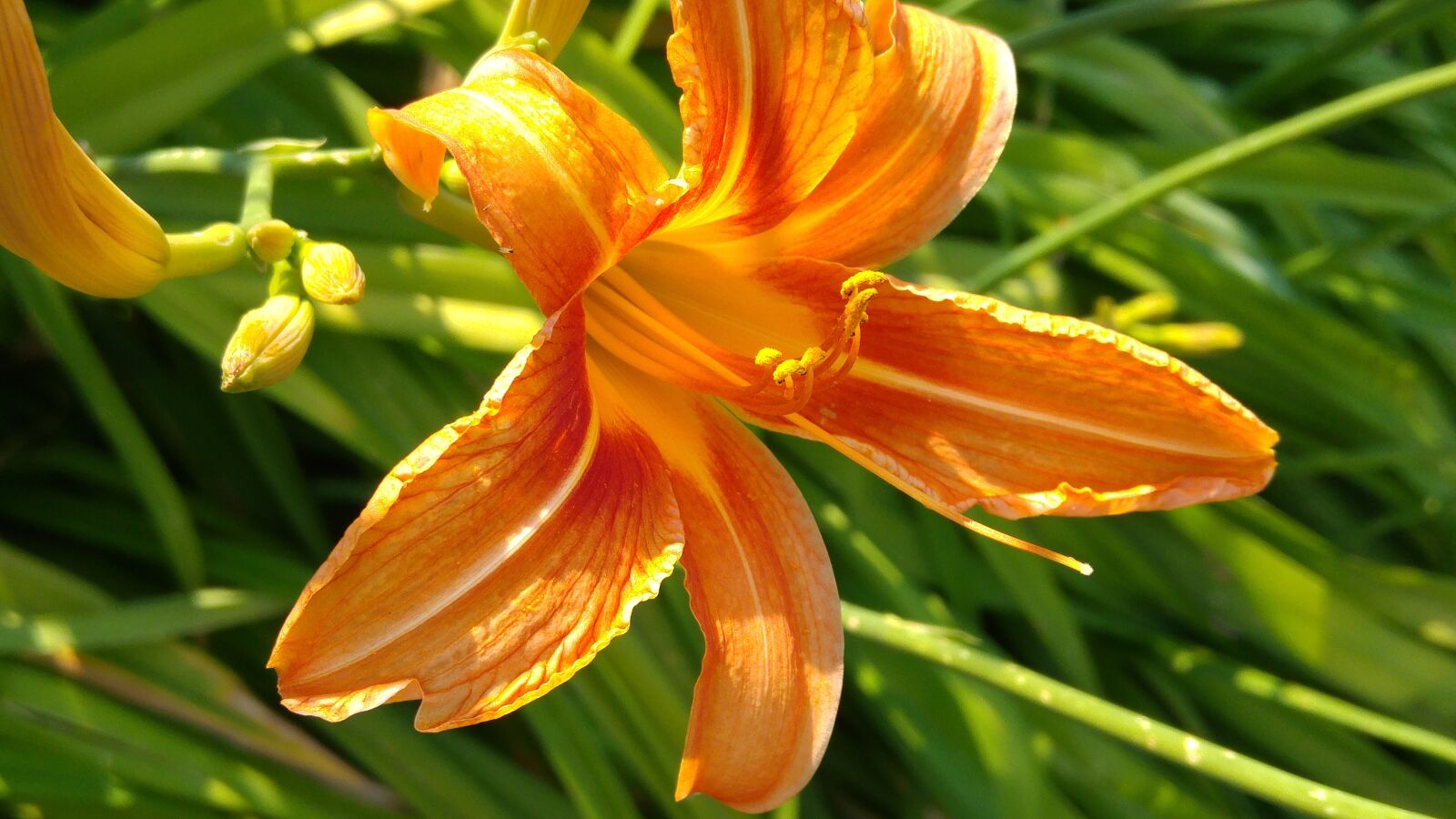 LG G4 sample photo. Lilium, orange, nature photography