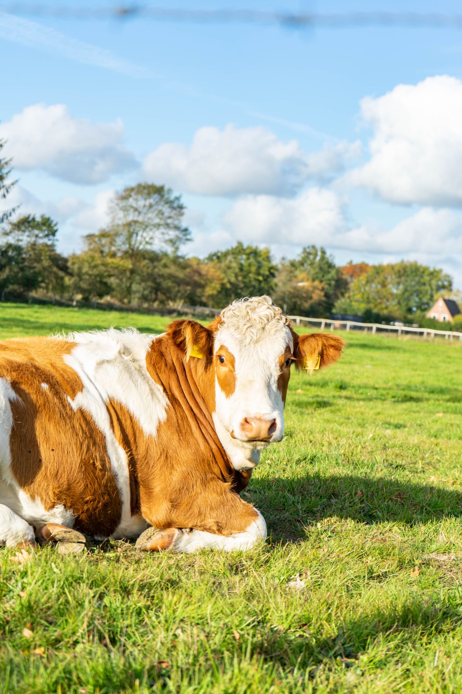 Sony a7 II + Sony FE 28-70mm F3.5-5.6 OSS sample photo. Cow, meadow, nature photography