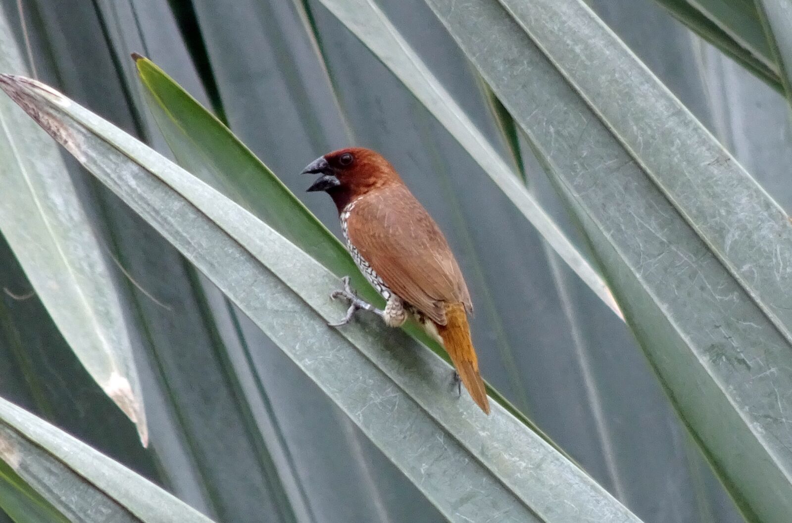 Sony Cyber-shot DSC-HX90V sample photo. Spotted munia, bird, scaly-breasted photography