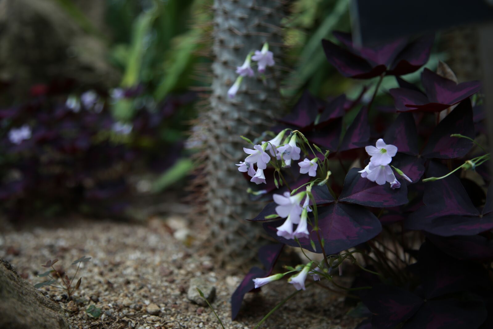 Canon EOS 6D + Canon EF 24-105mm F4L IS USM sample photo. Wildflower, flowers, plants photography