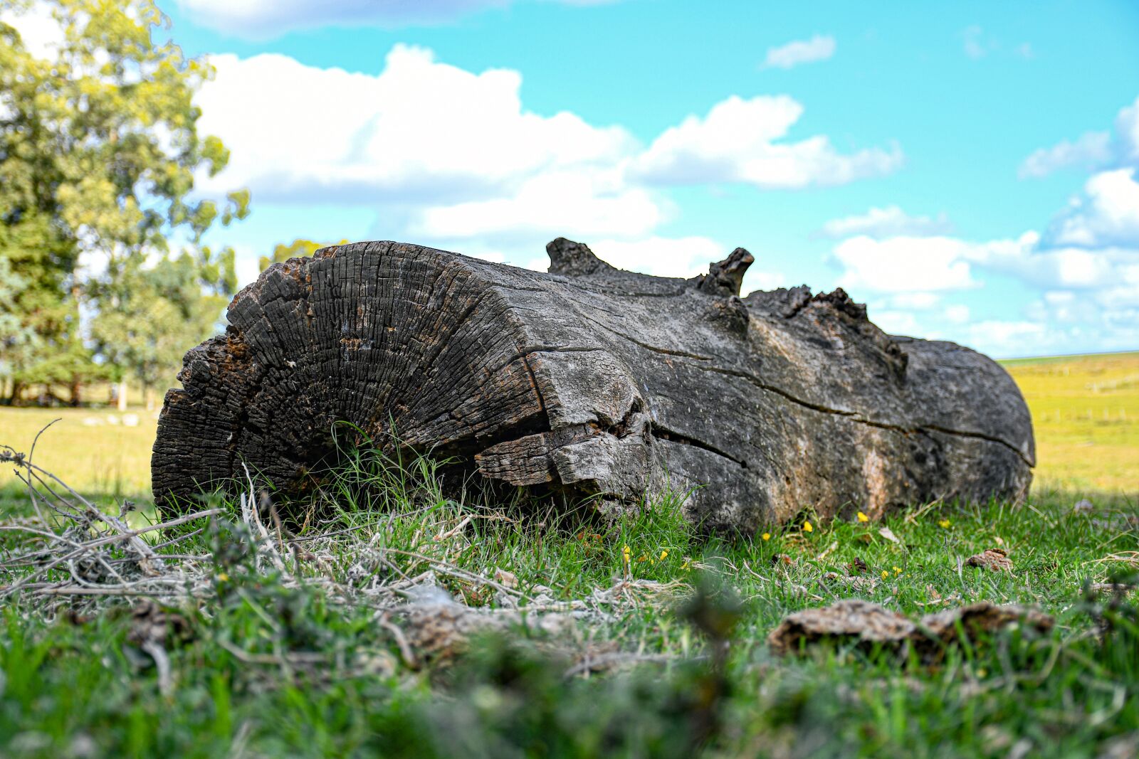 Nikon D7500 sample photo. Trunk, nature, wood photography