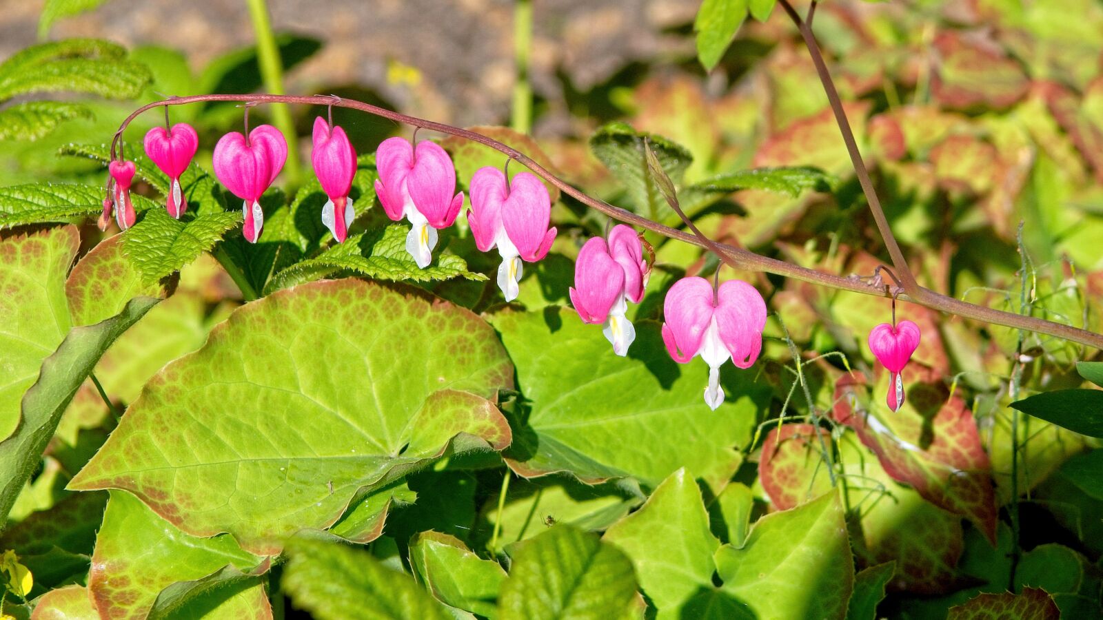 Nikon D7500 sample photo. Bleeding heart, lamprocapnos spectabilis photography