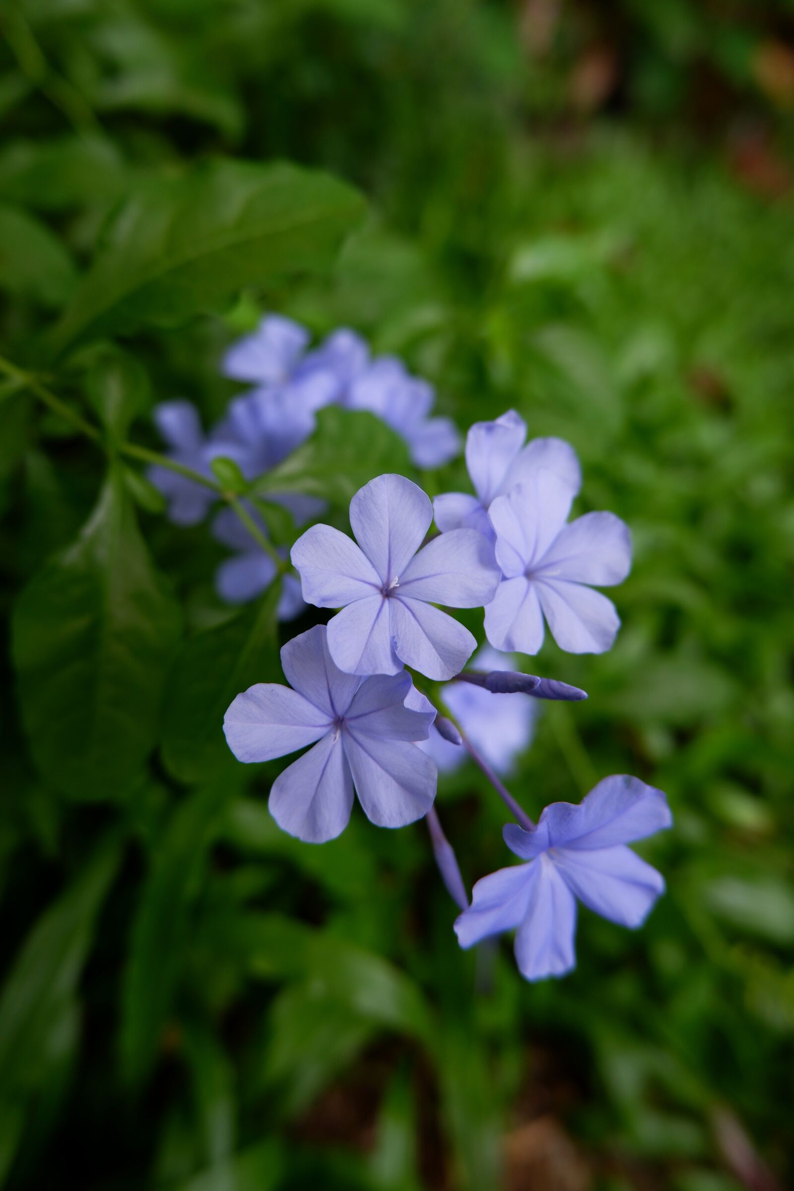 Fujifilm X-A5 + Fujifilm XC 15-45mm F3.5-5.6 OIS PZ sample photo. Flower, tropical flower, wayside photography