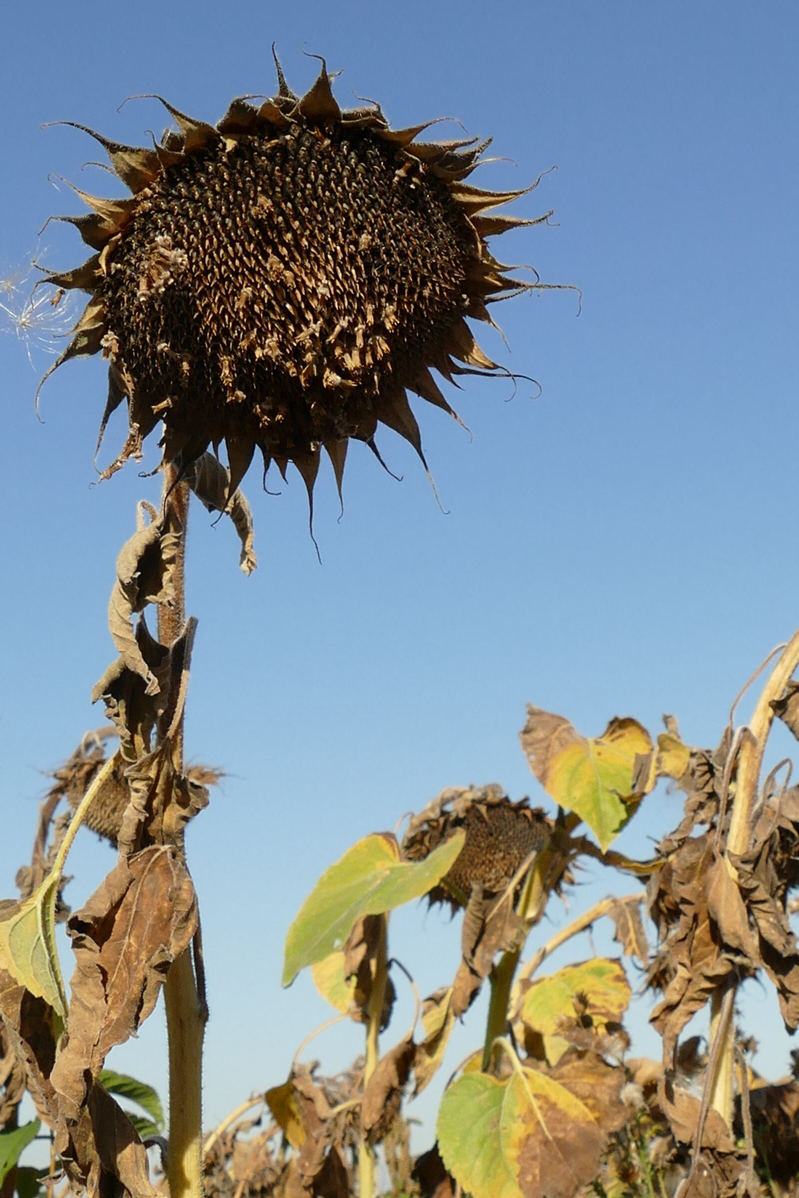 Panasonic Lumix DMC-FZ1000 sample photo. Sunflower, flower, plant photography