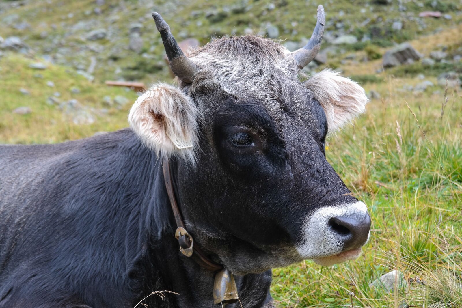 Samsung NX300 sample photo. Cow, beef, ox photography