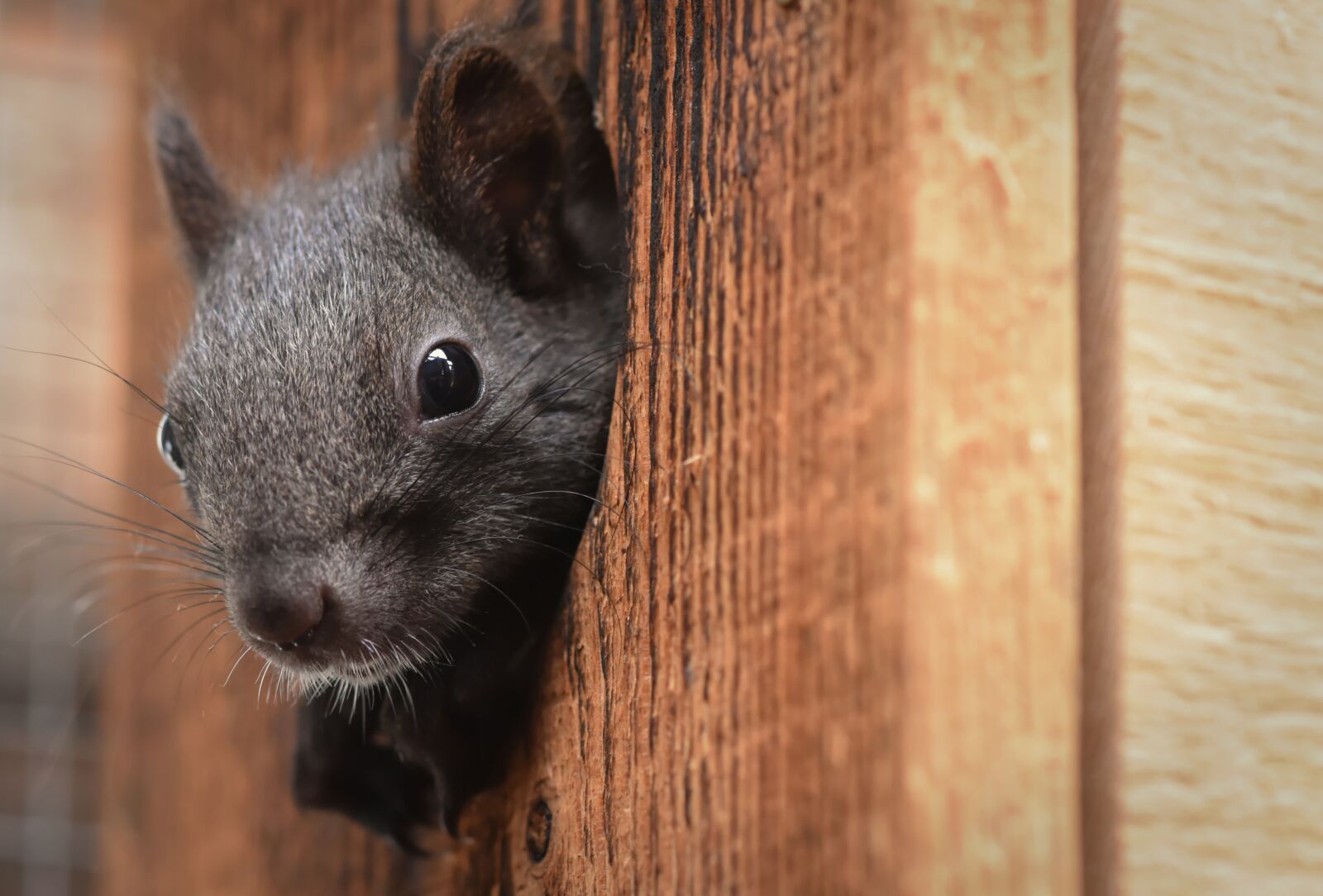Nikon D7200 sample photo. Squirrel, young animal, small photography