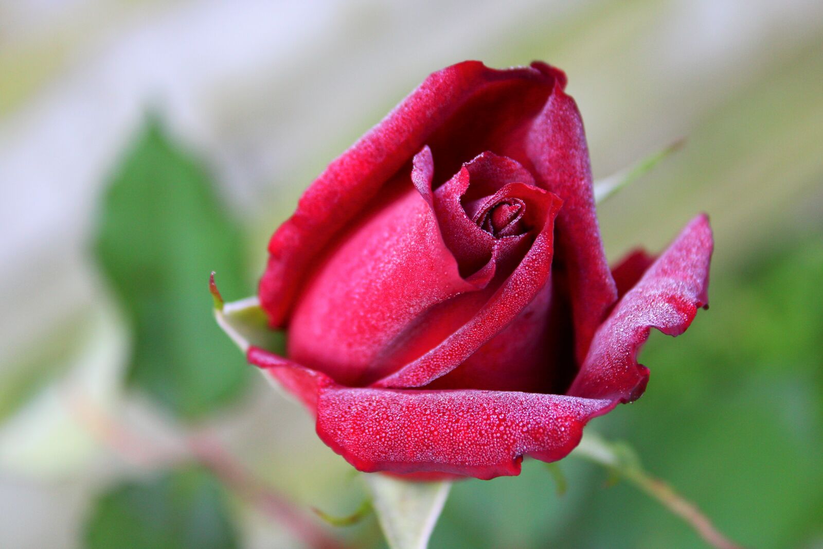 Canon EOS 2000D (EOS Rebel T7 / EOS Kiss X90 / EOS 1500D) sample photo. Red rose, dew drops photography