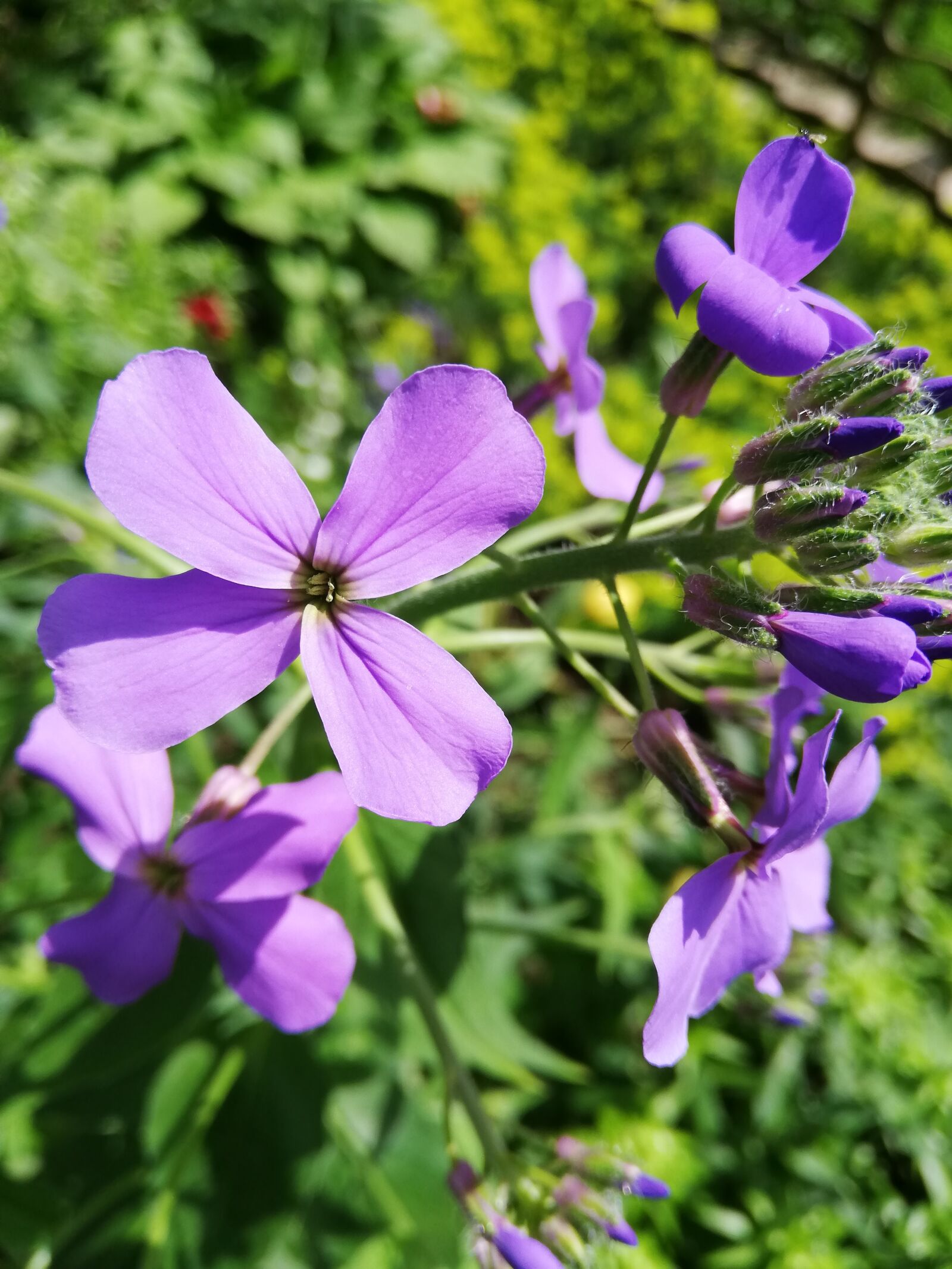 HUAWEI P20 lite sample photo. Flower, purple, day photography