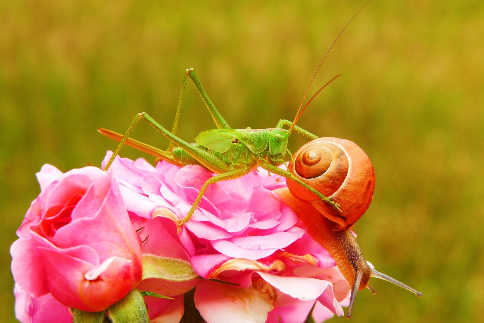 Panasonic Lumix DMC-FZ200 sample photo. Tettigonia viridissima, insect, molluscs photography