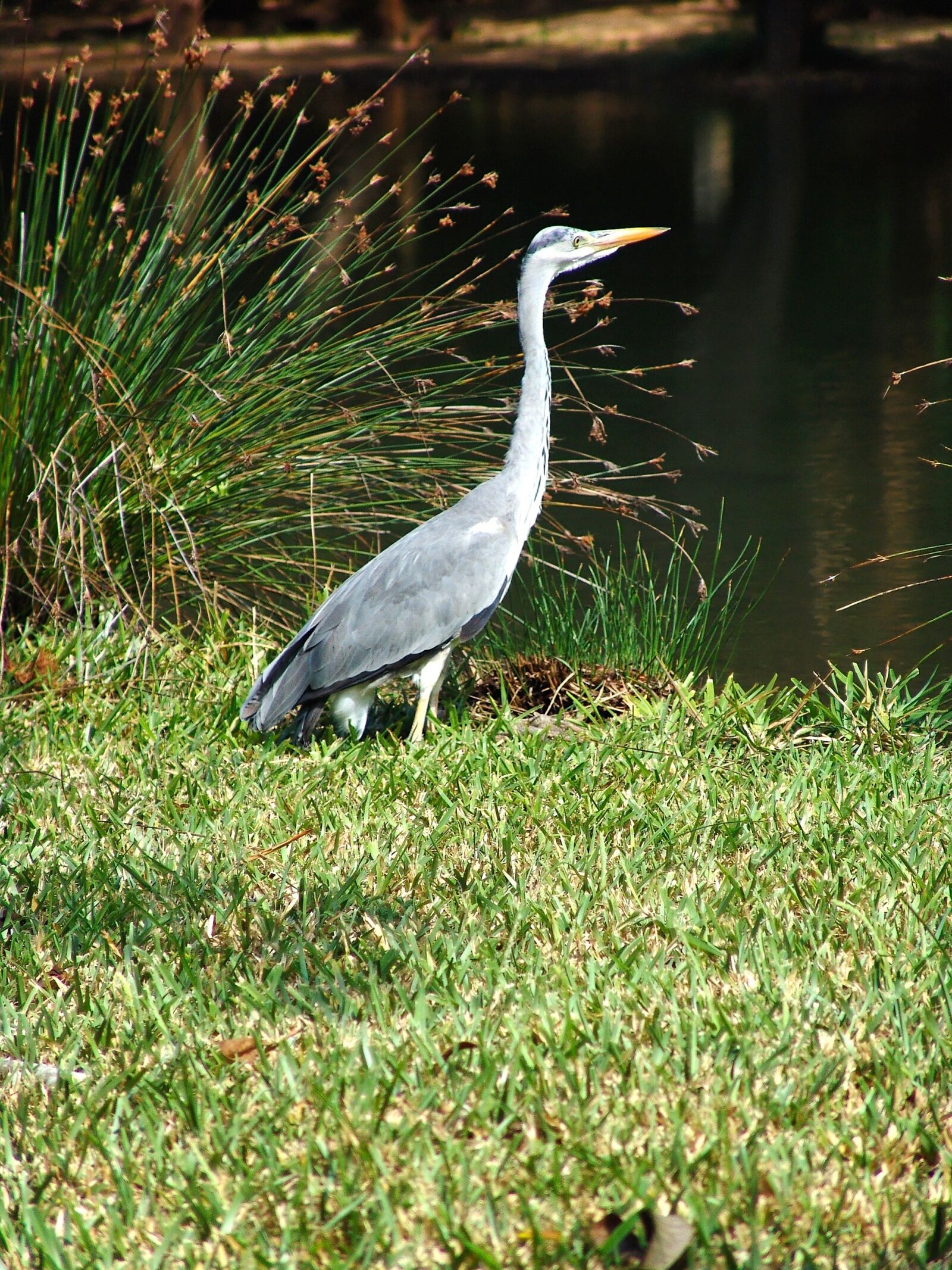 Sony DSC-F828 sample photo. Heron, crane, africa photography